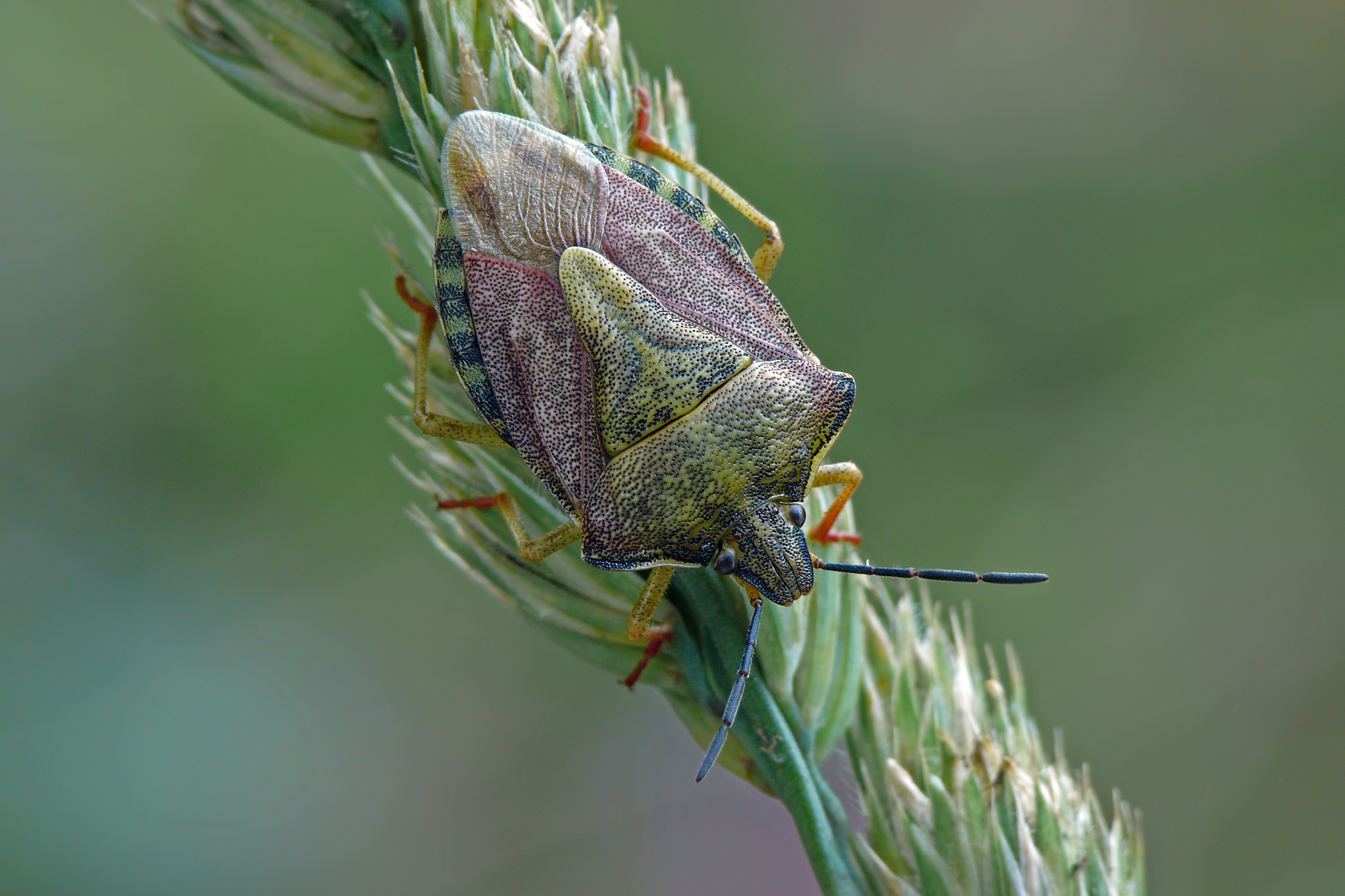 Carpocoris purpureipennis LT