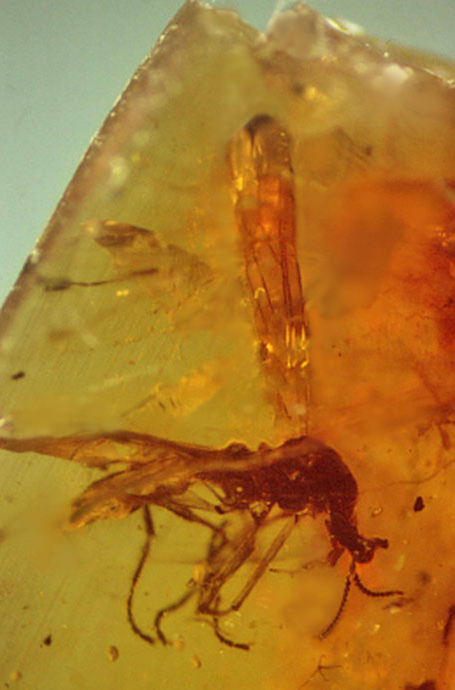 Cascoplecia fossil in Burmese amber
