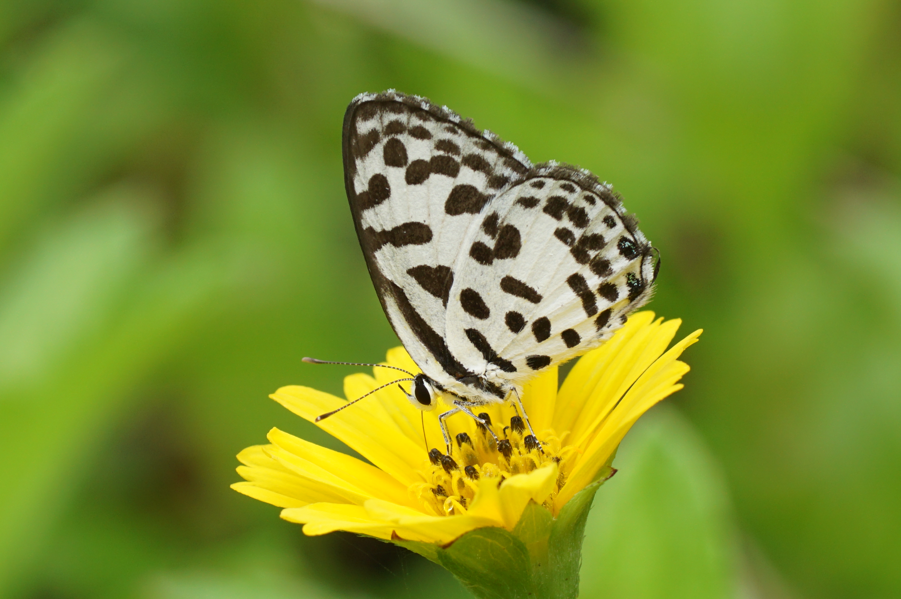 Castalius rosimon 09855