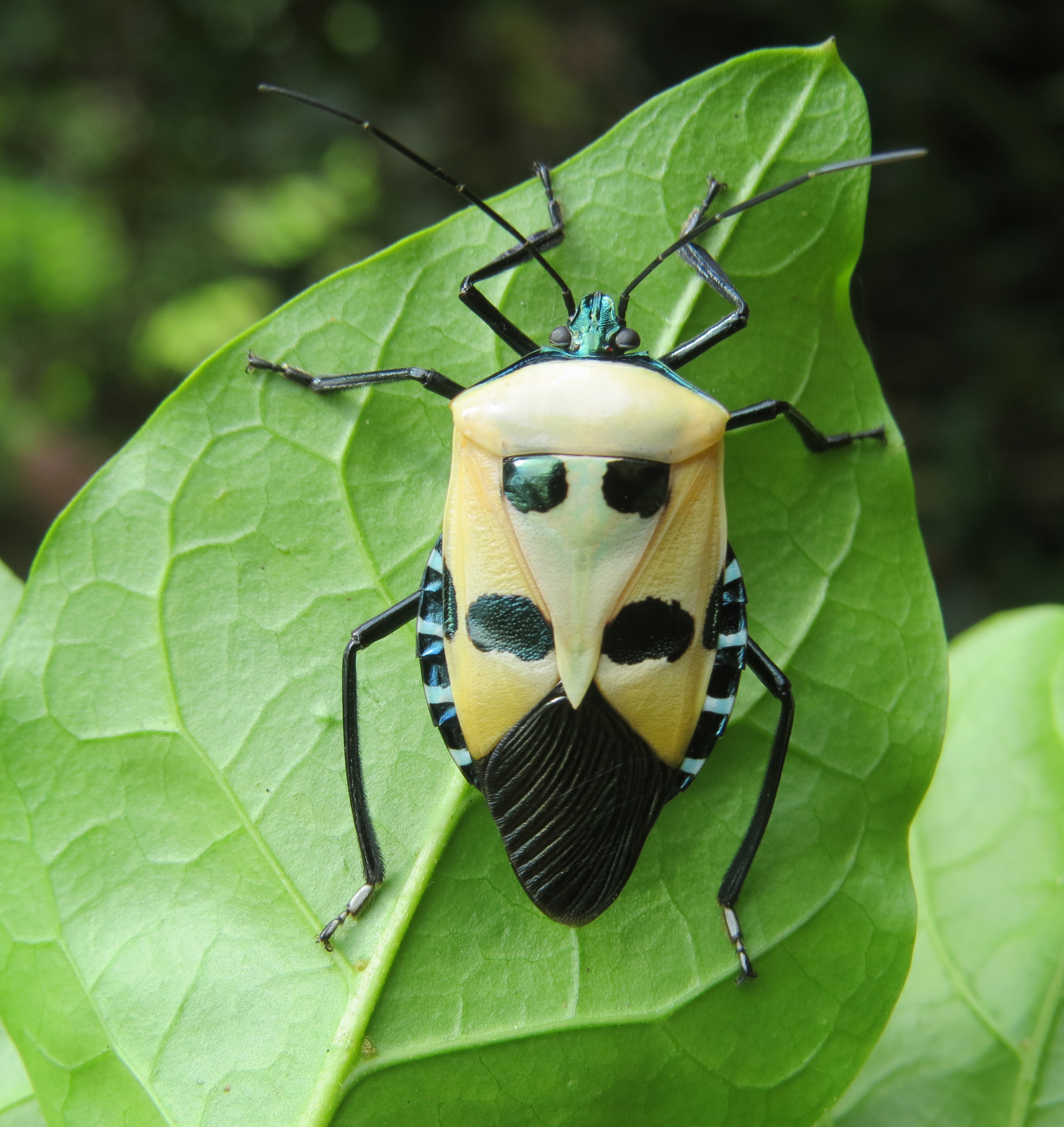 Catacanthus incarnatus 11