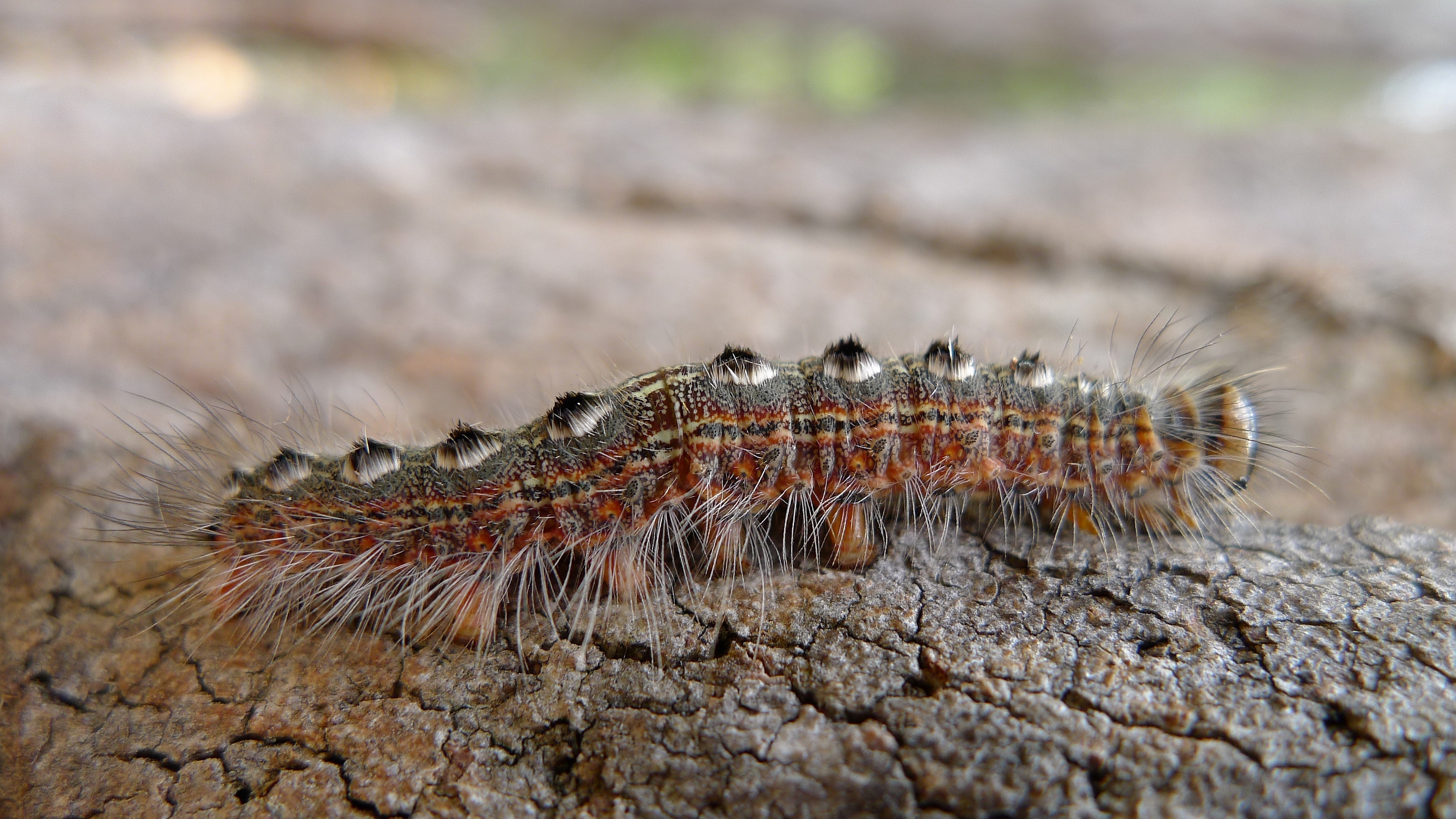 Caterpillar (6590460467)
