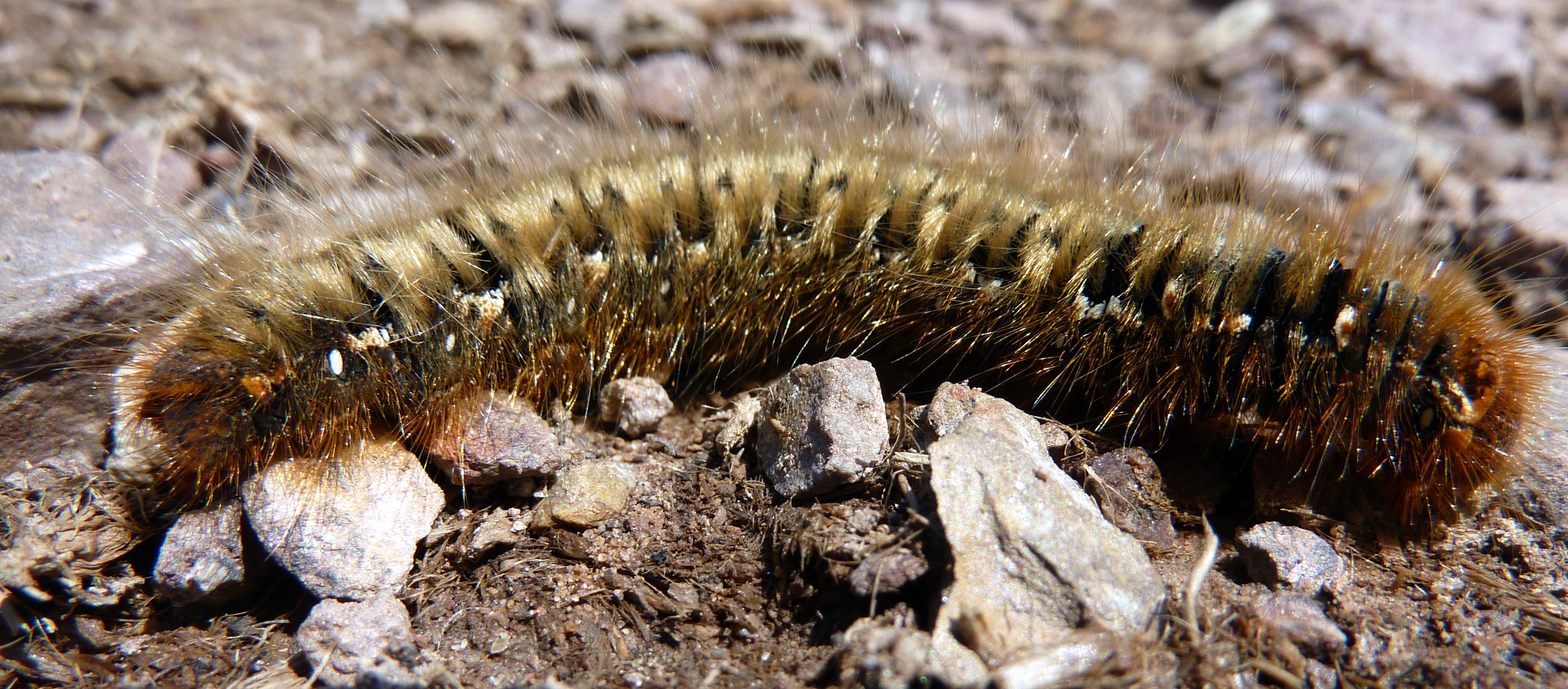 Caterpillar (7338239822)