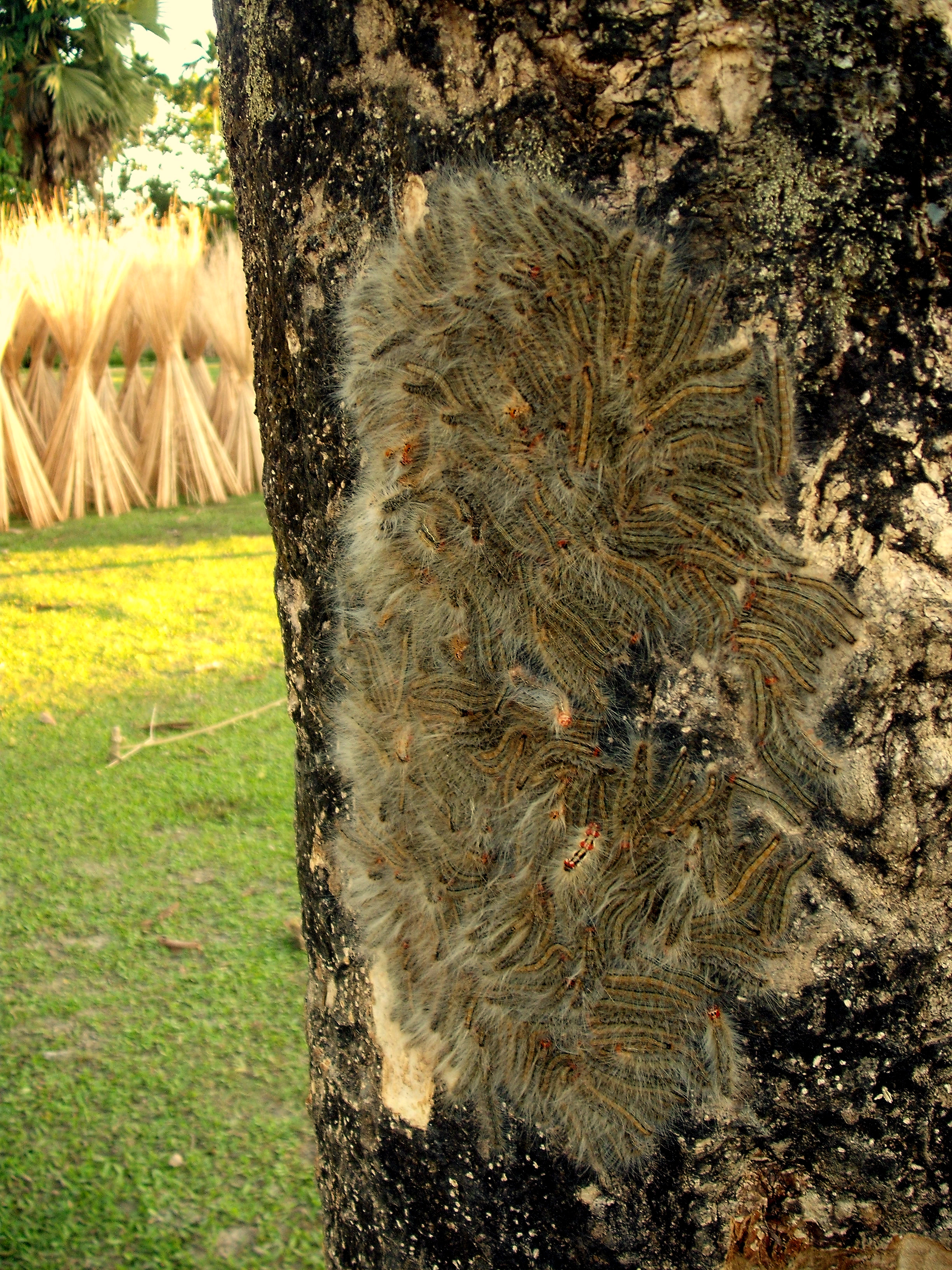 Caterpillar duars