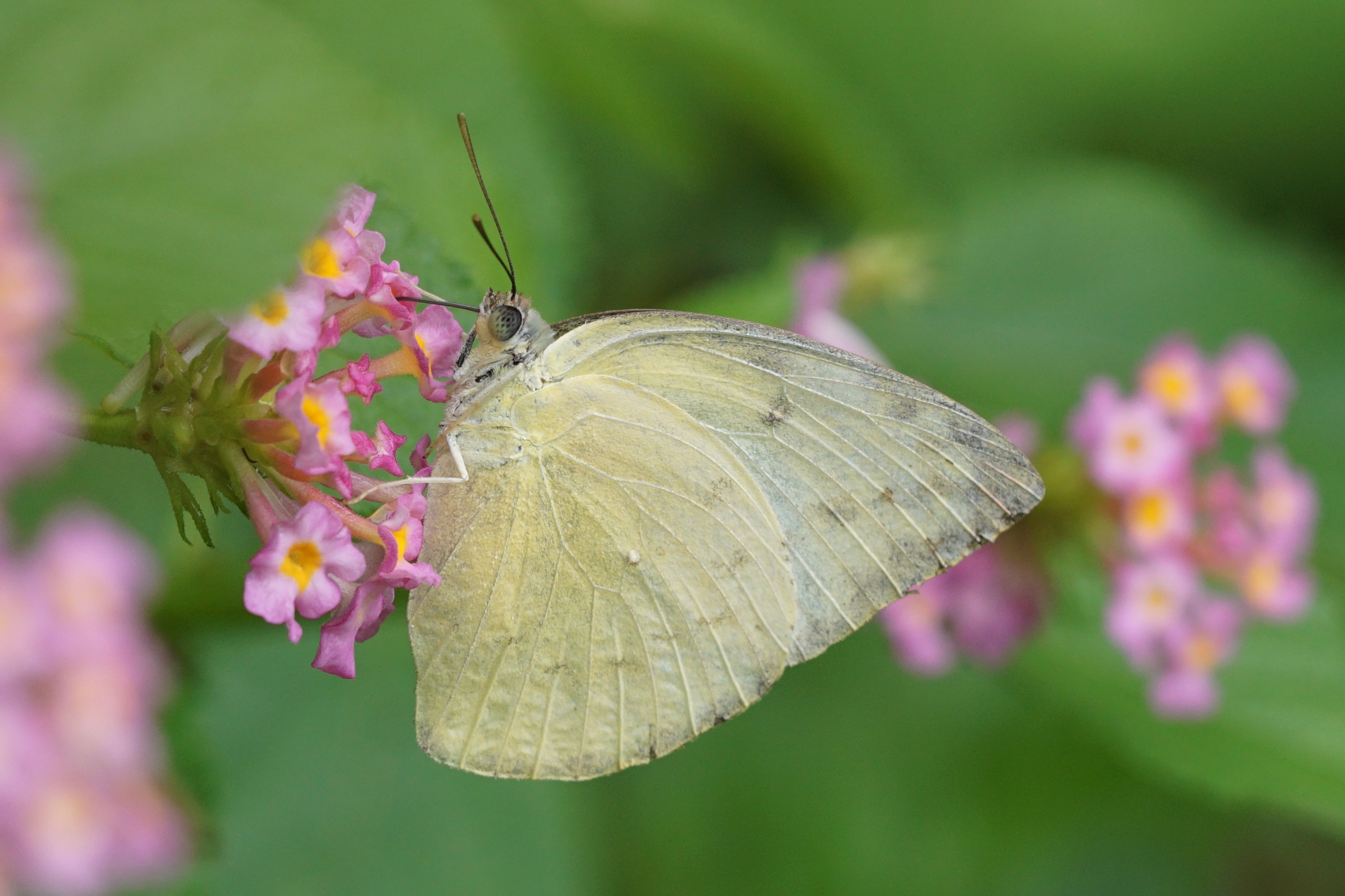 Catopsilia pomona 02928