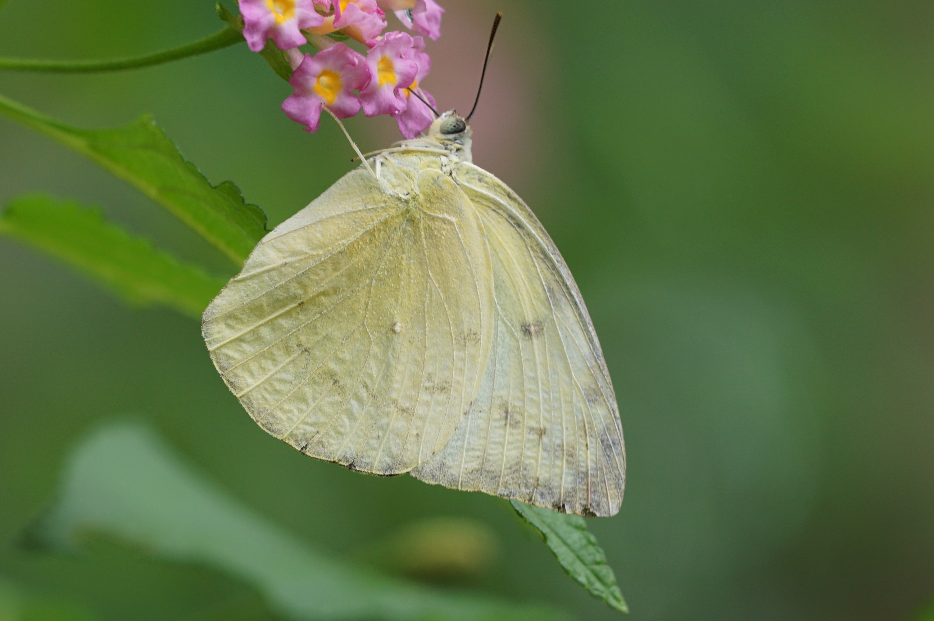 Catopsilia pomona 02929