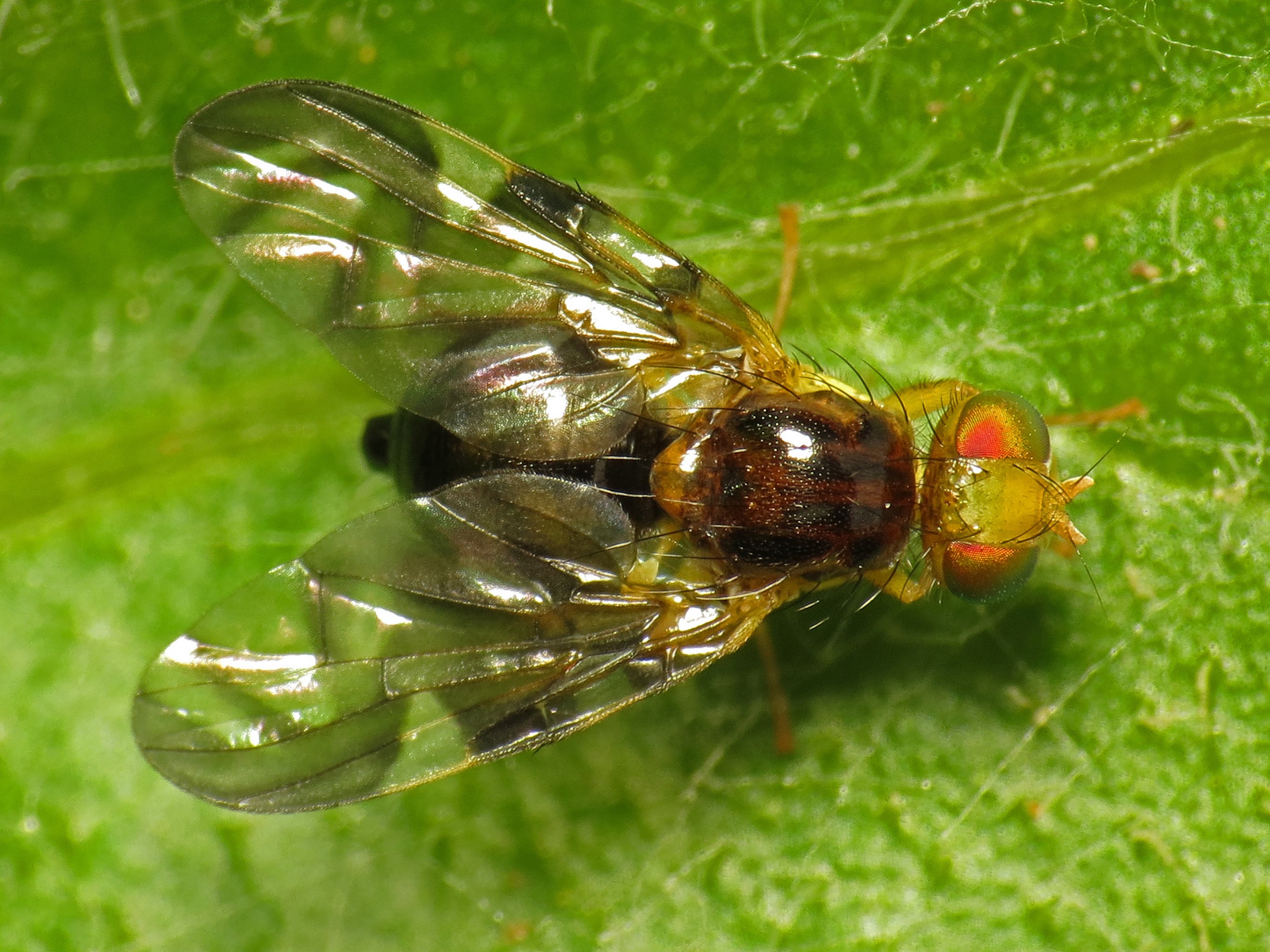 Celery fly (Euleia heraclei) (16632176803)