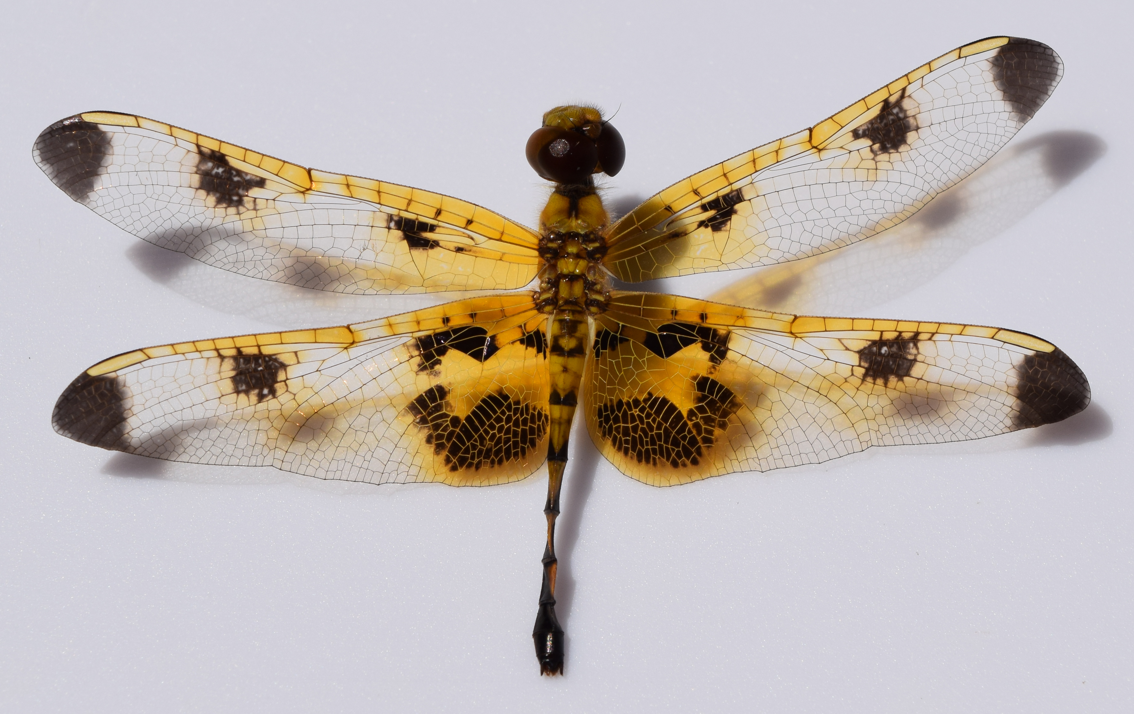 Celithemis elisa female 2