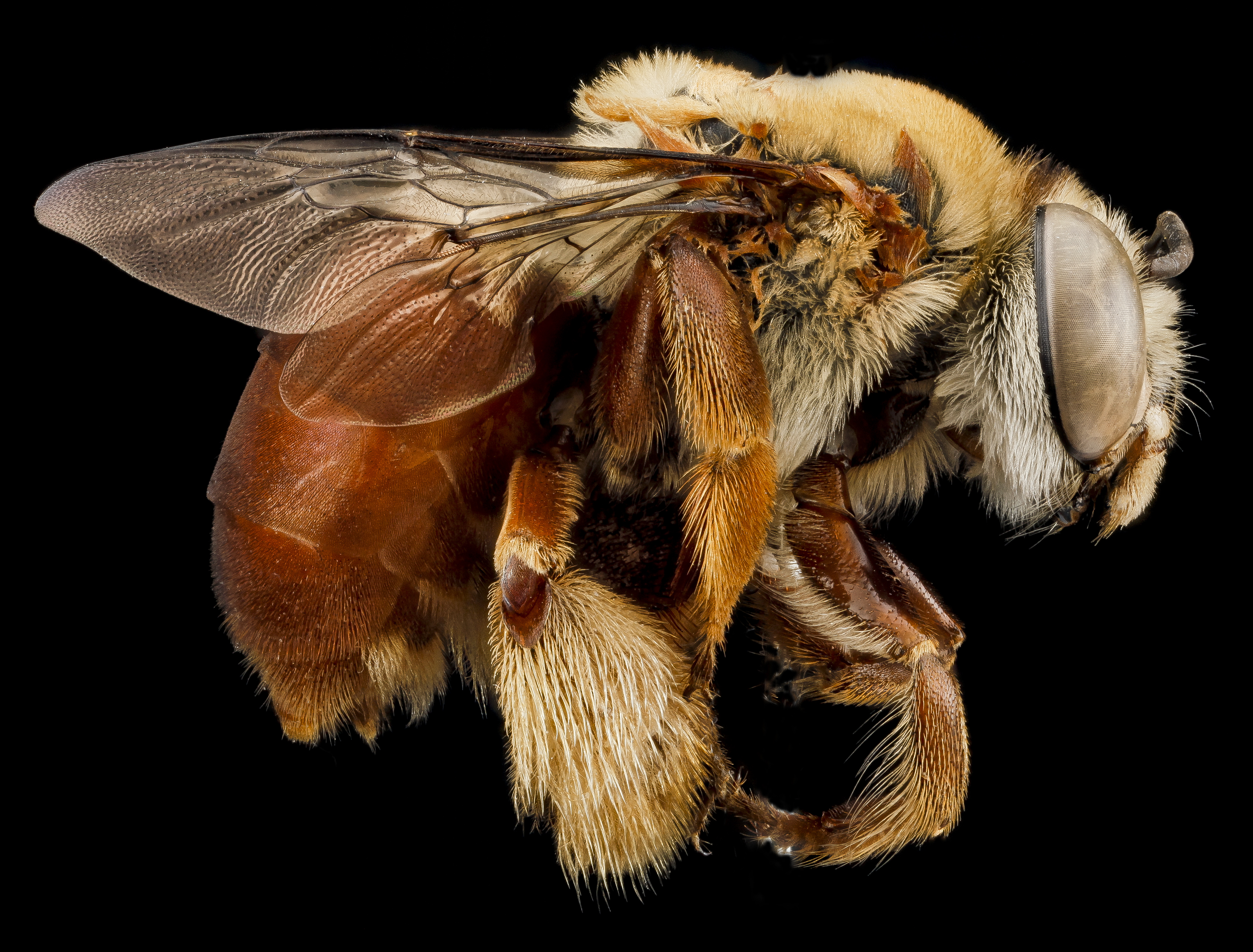 Centris errans female