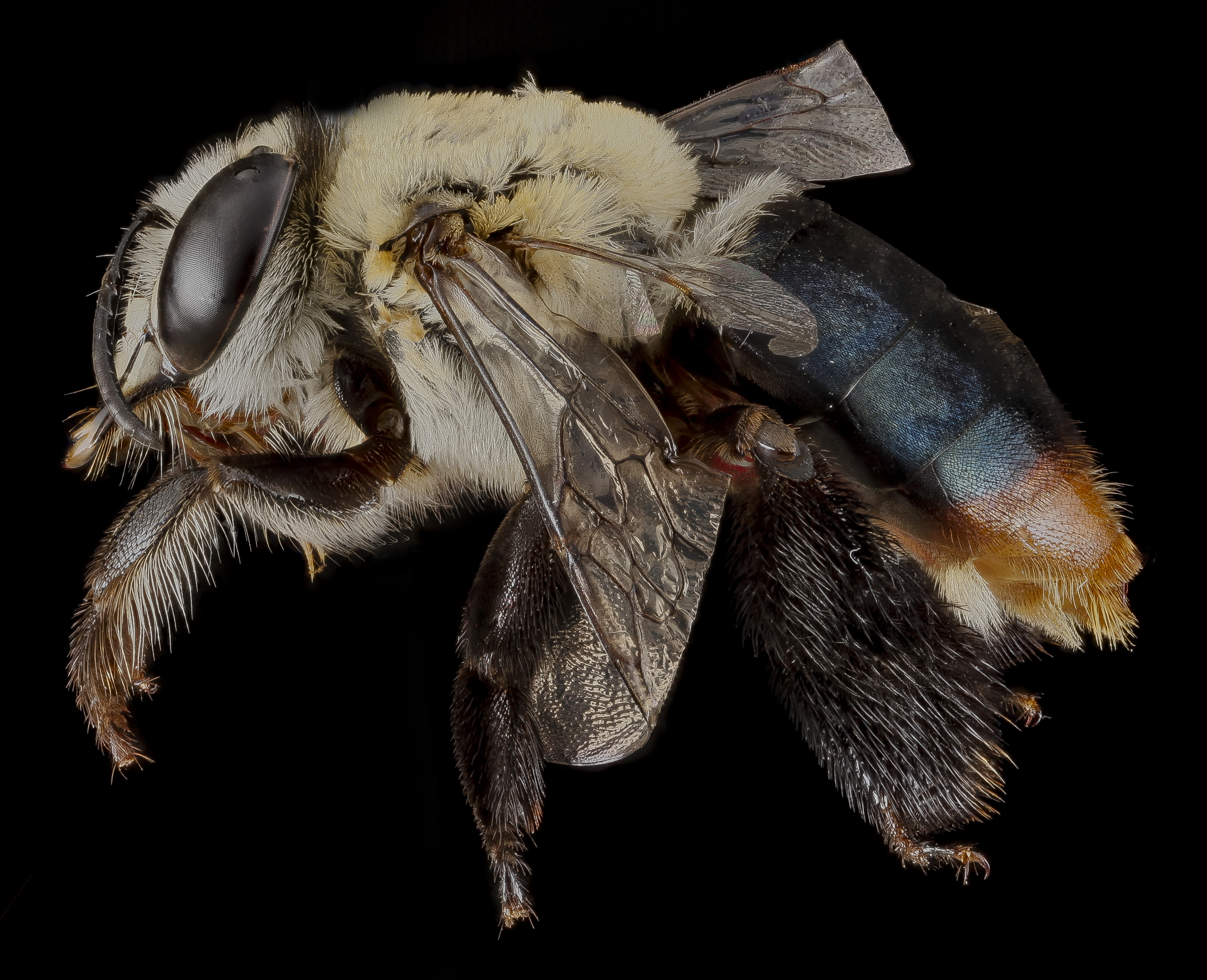 Centris poecila female