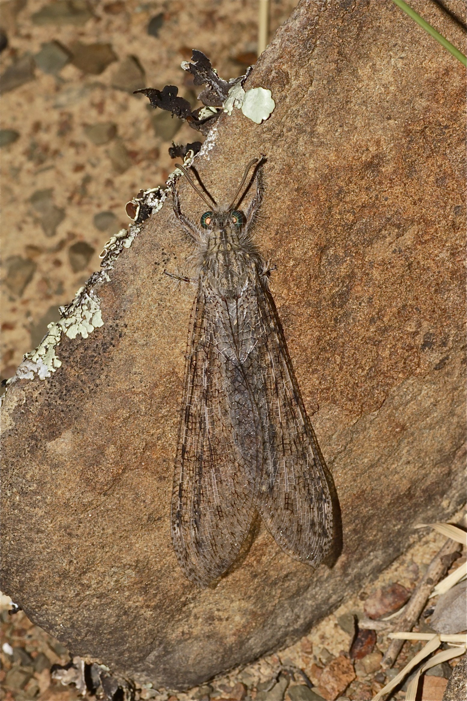 Centroclisis sp. (Myrmeleontidae) (6929288437)