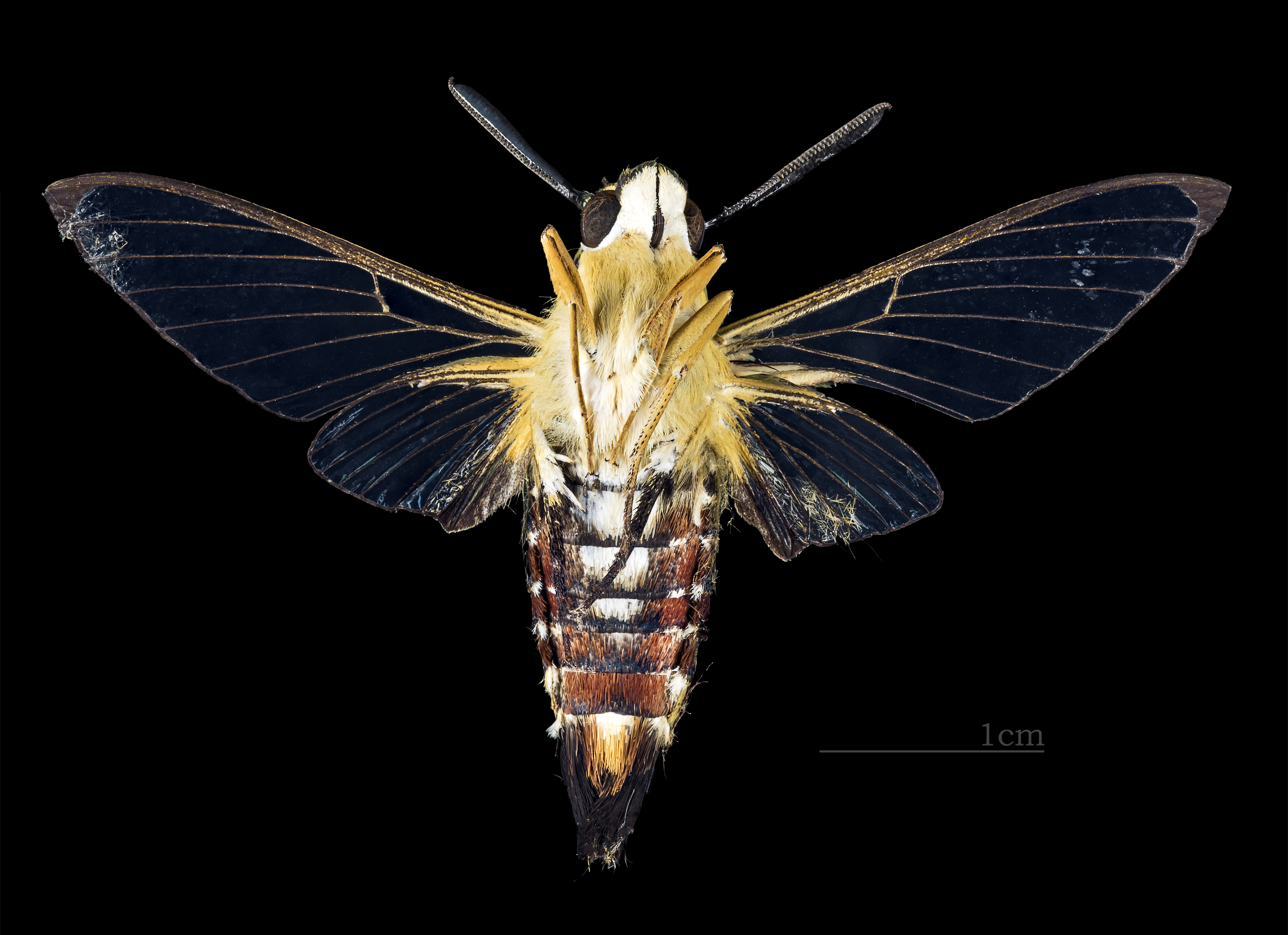 Cephonodes picus MHNT CUT 2010 138 Aurangabad India male ventral