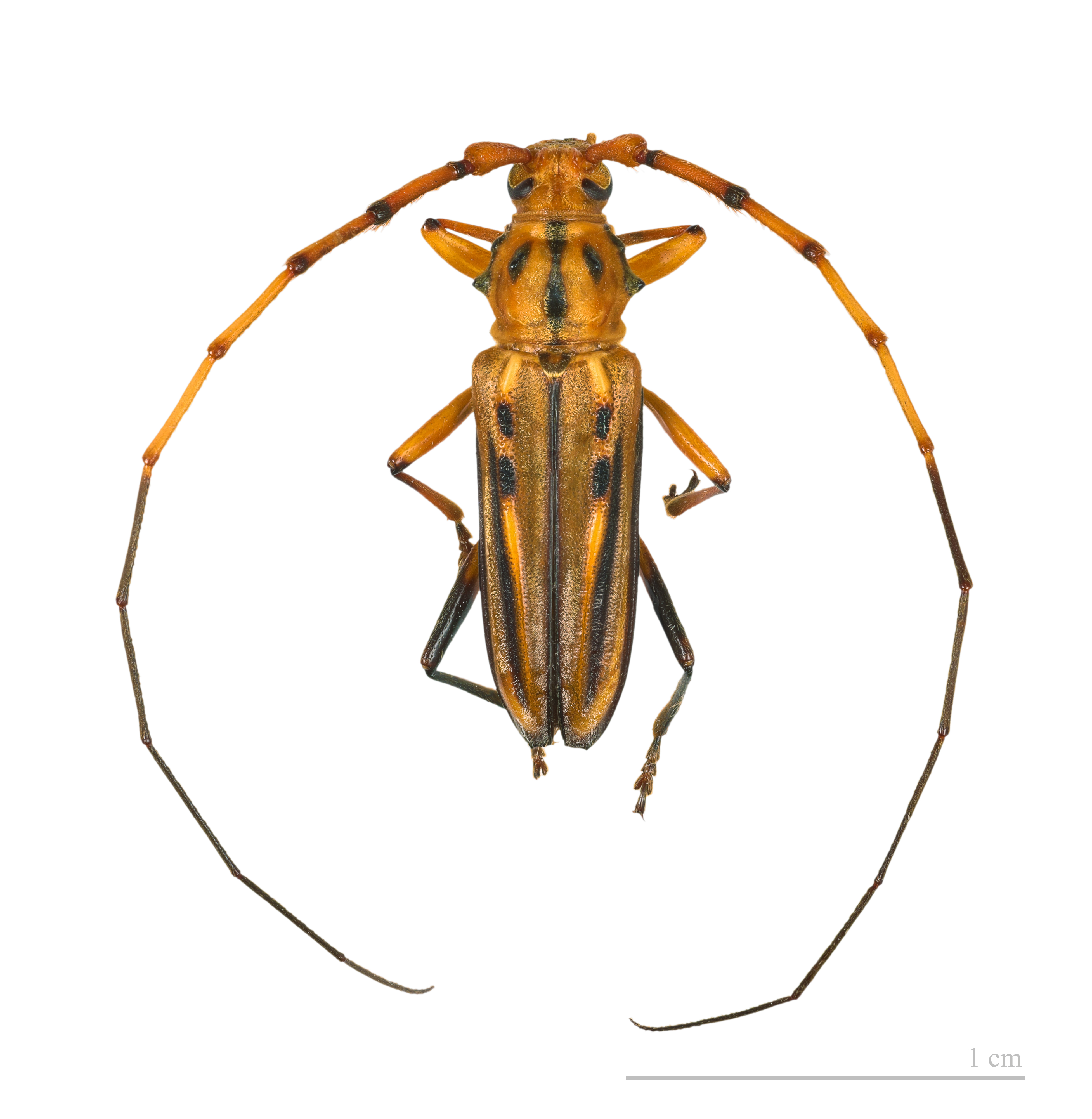 Ceragenia bicornis MHNT male 4