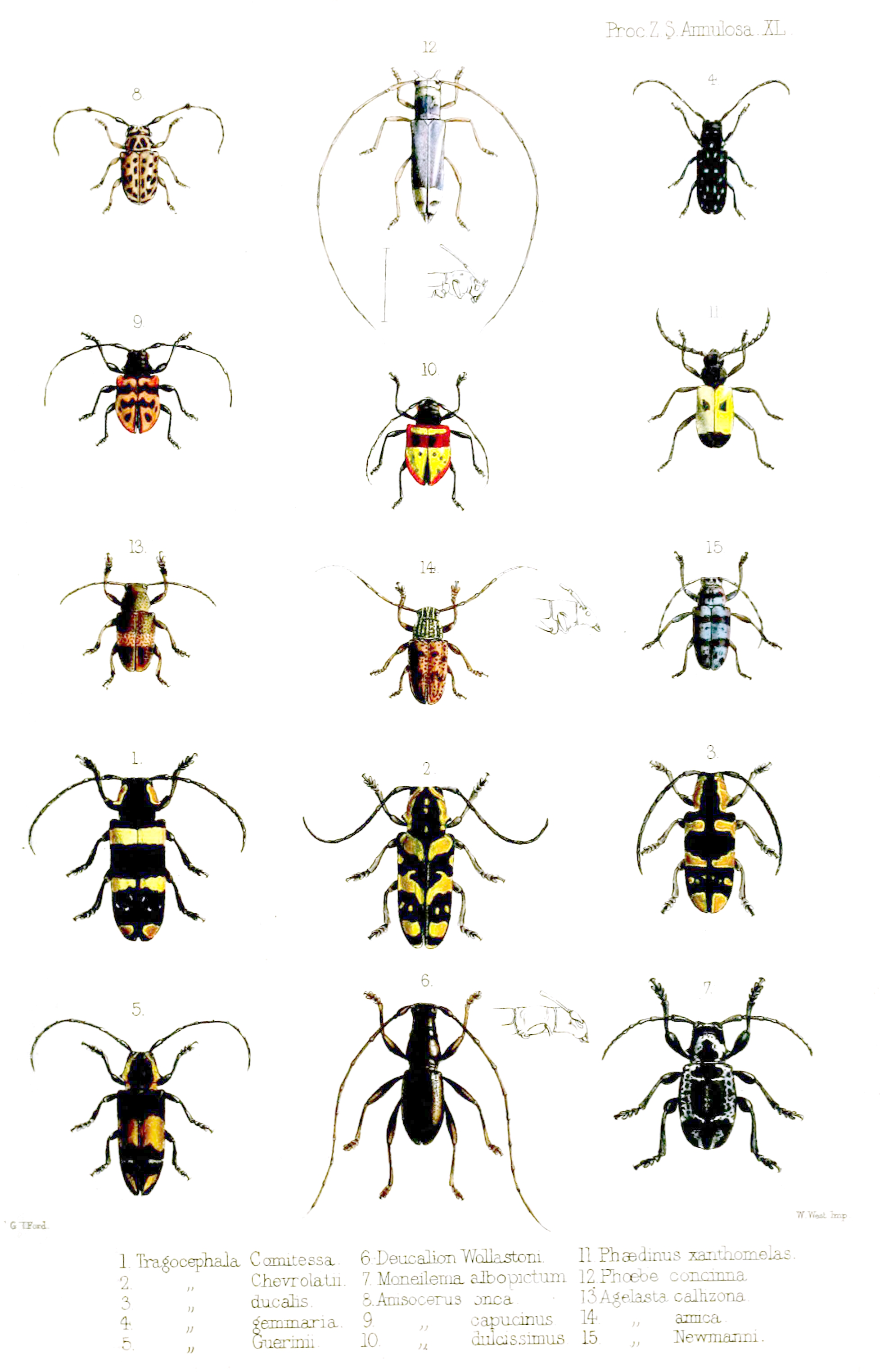 Cerambycidae1Ford