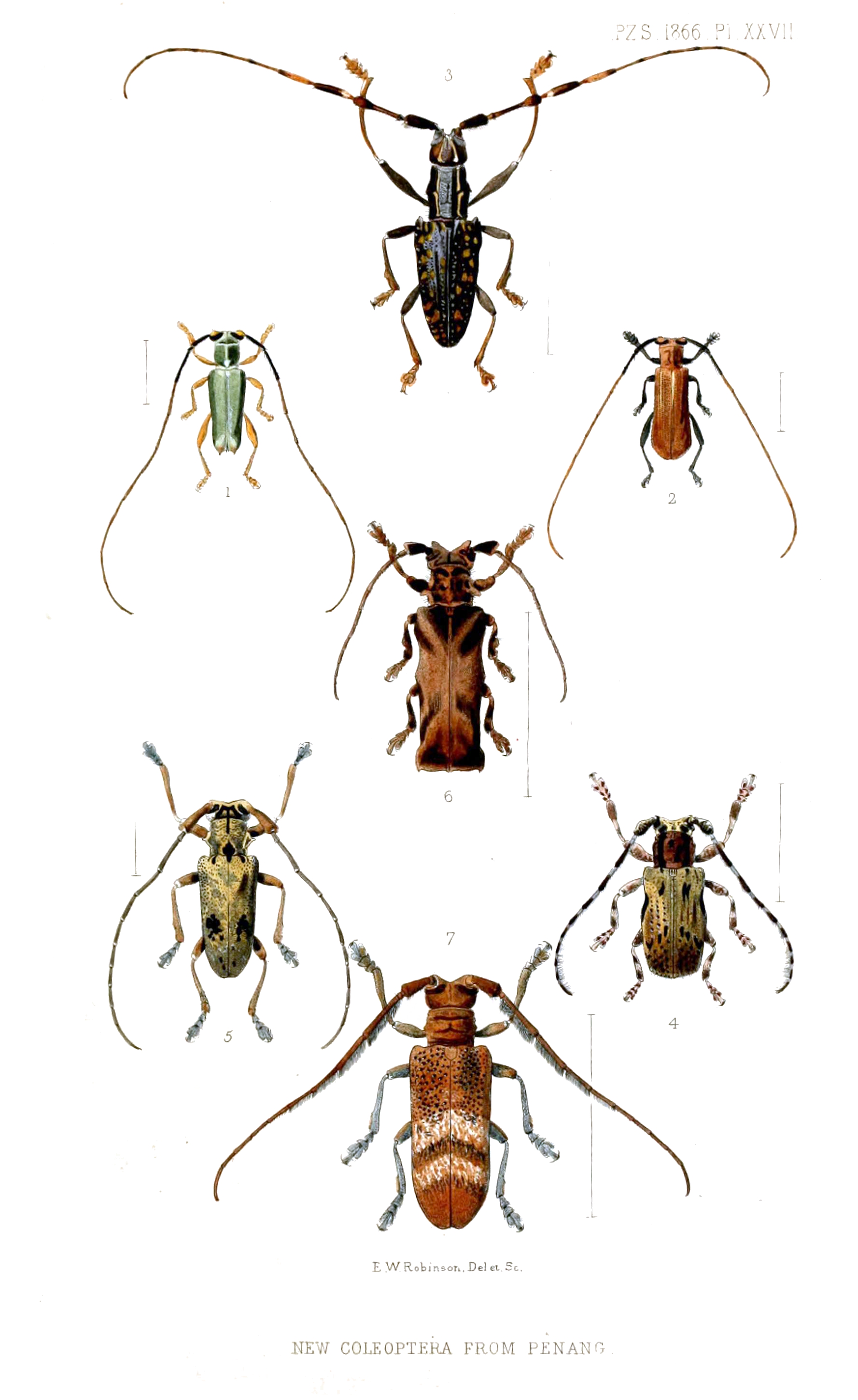 Cerambycidae2RobinsonPZSL1866