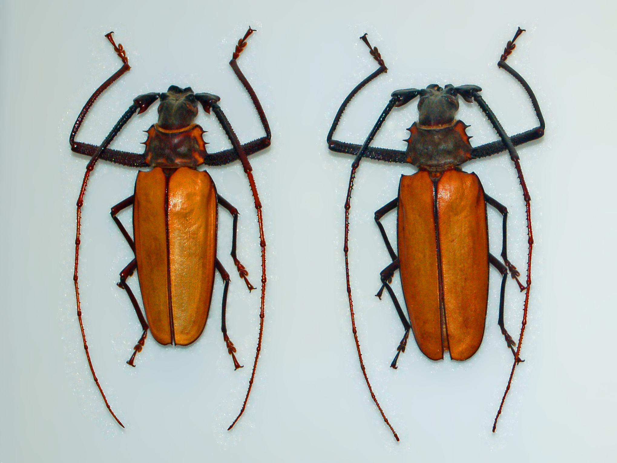 Cerambycidae - Enoplocerus armillatus-1
