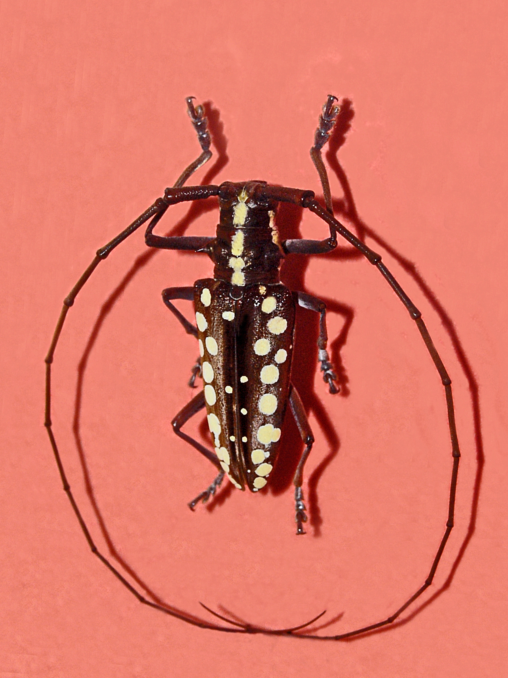 Cerambycidae - Taeniotes subocellatus