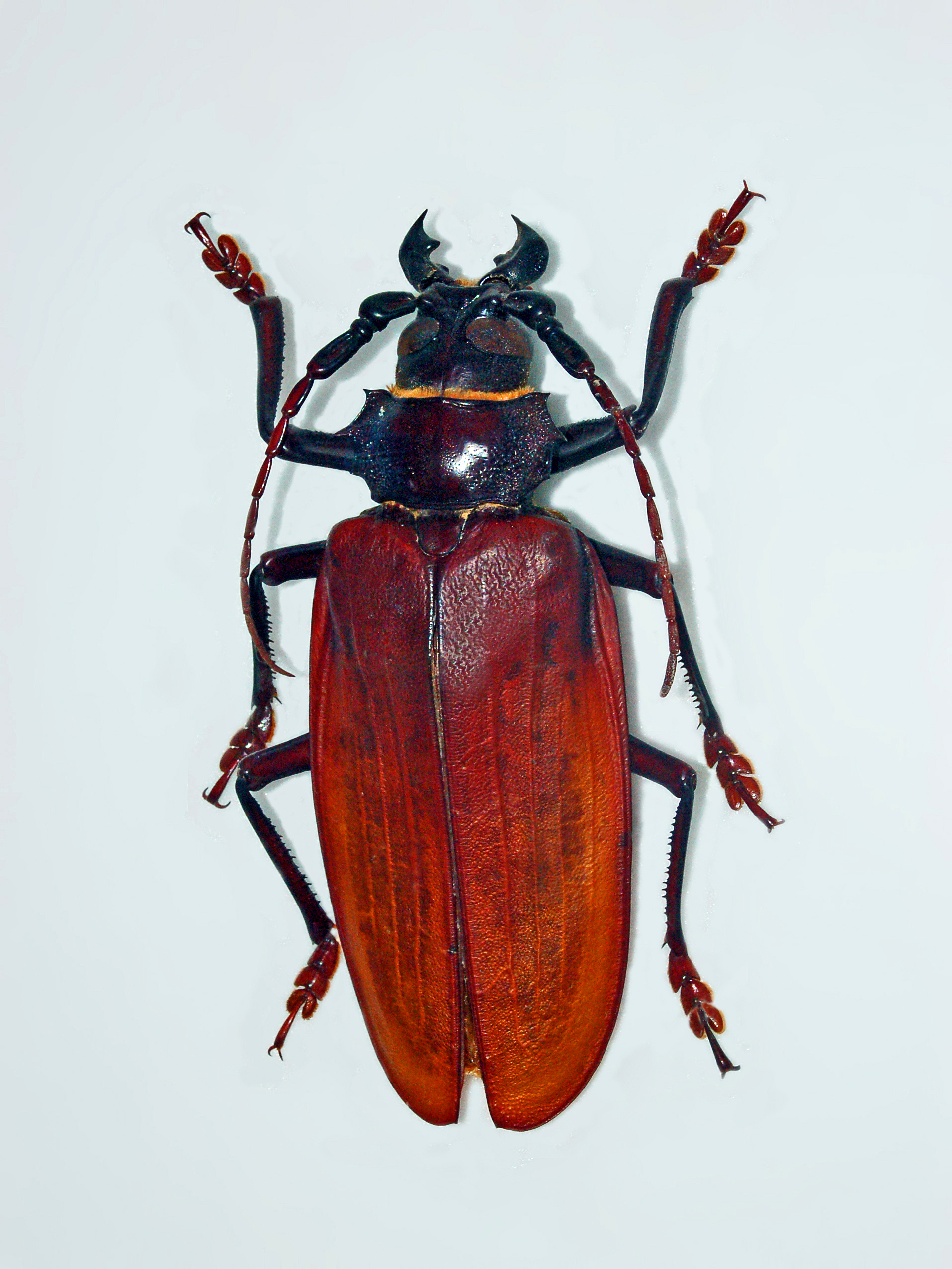 Cerambycidae - Titanus giganteus-001