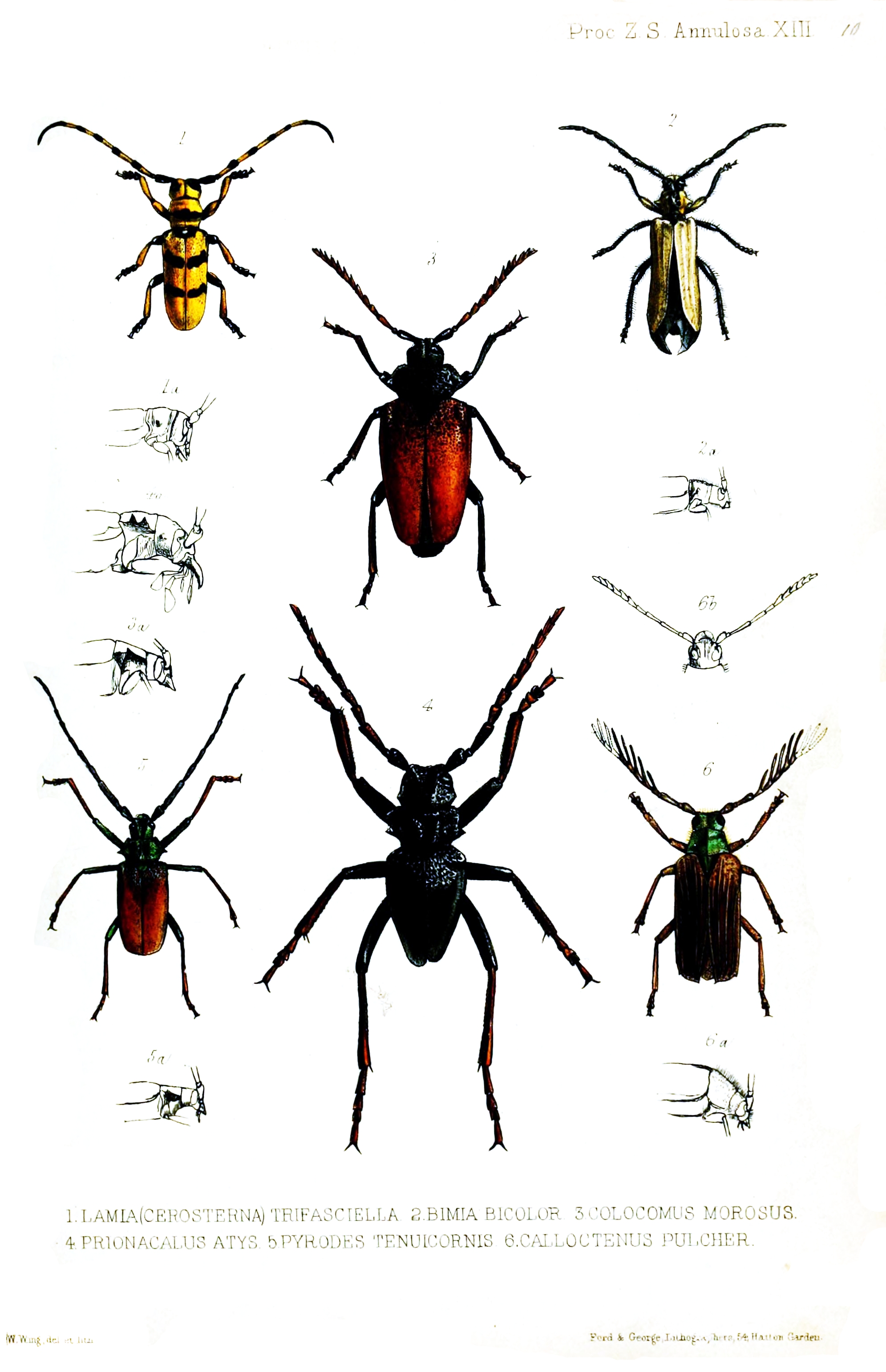 CerambycidaeWing1850