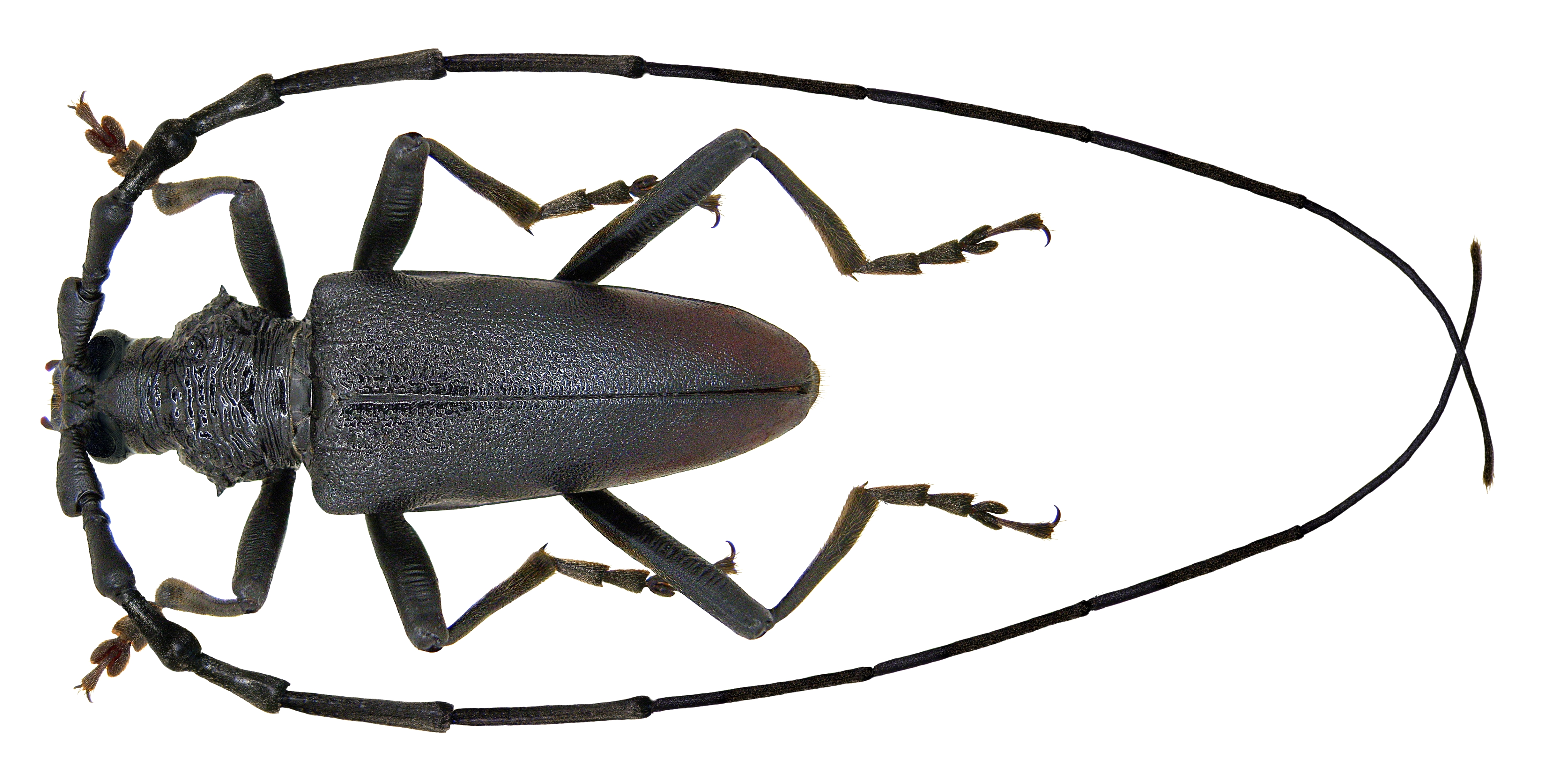 Cerambyx cerdo Linné, 1758 (3034371477) (2)