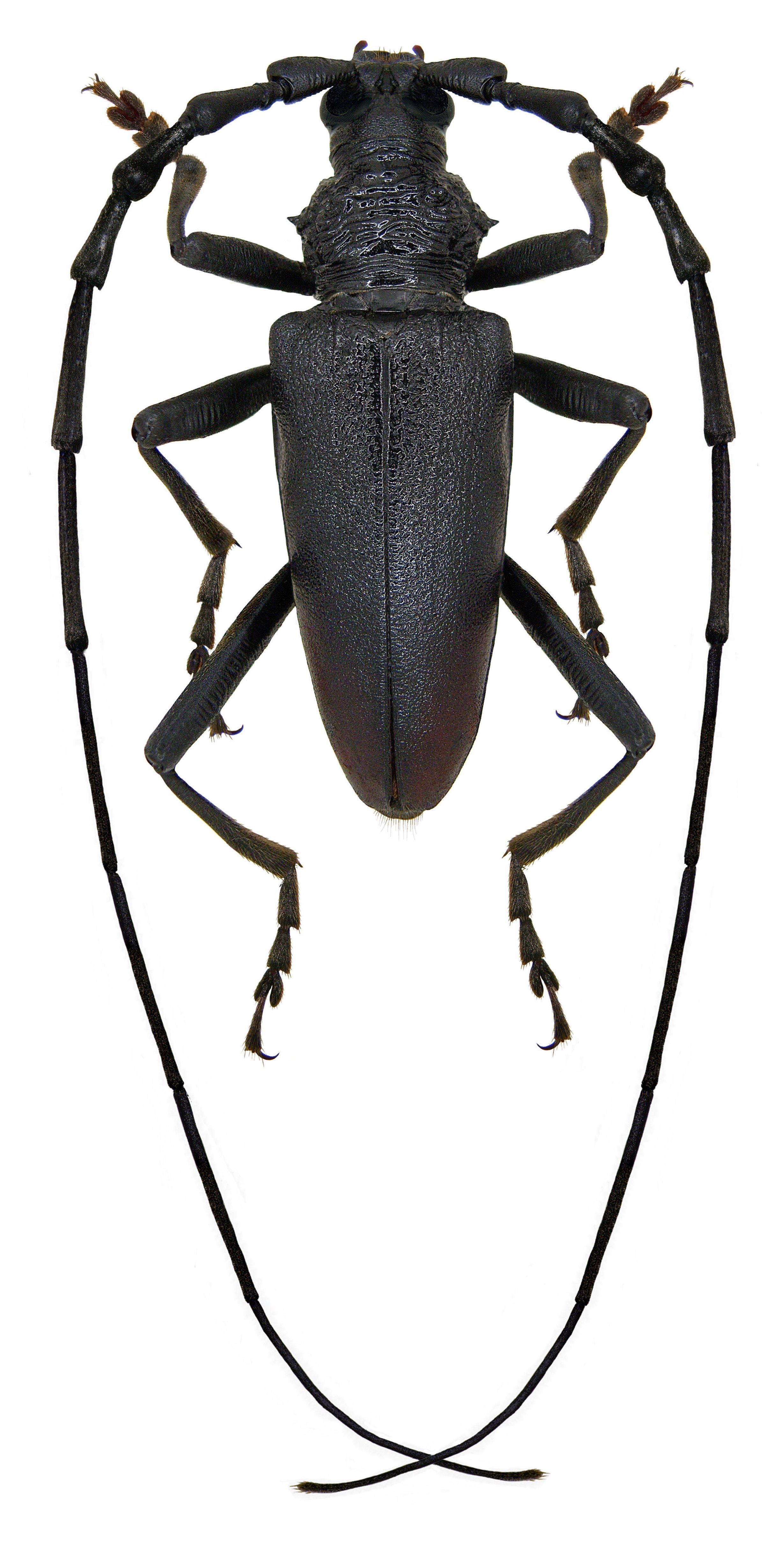 Cerambyx cerdo Linne, 1758 (3034371477)