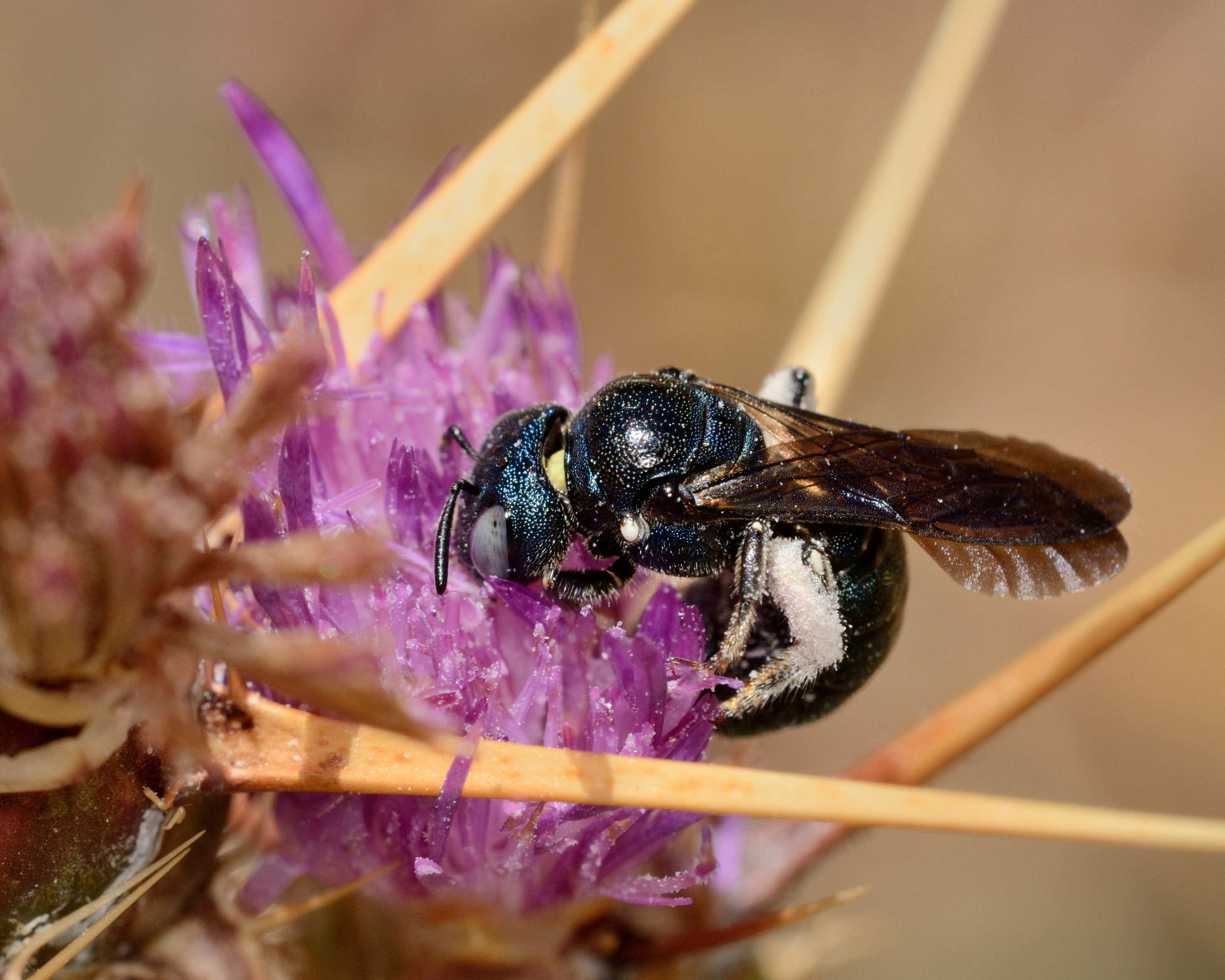 Ceratina chalcites female 3