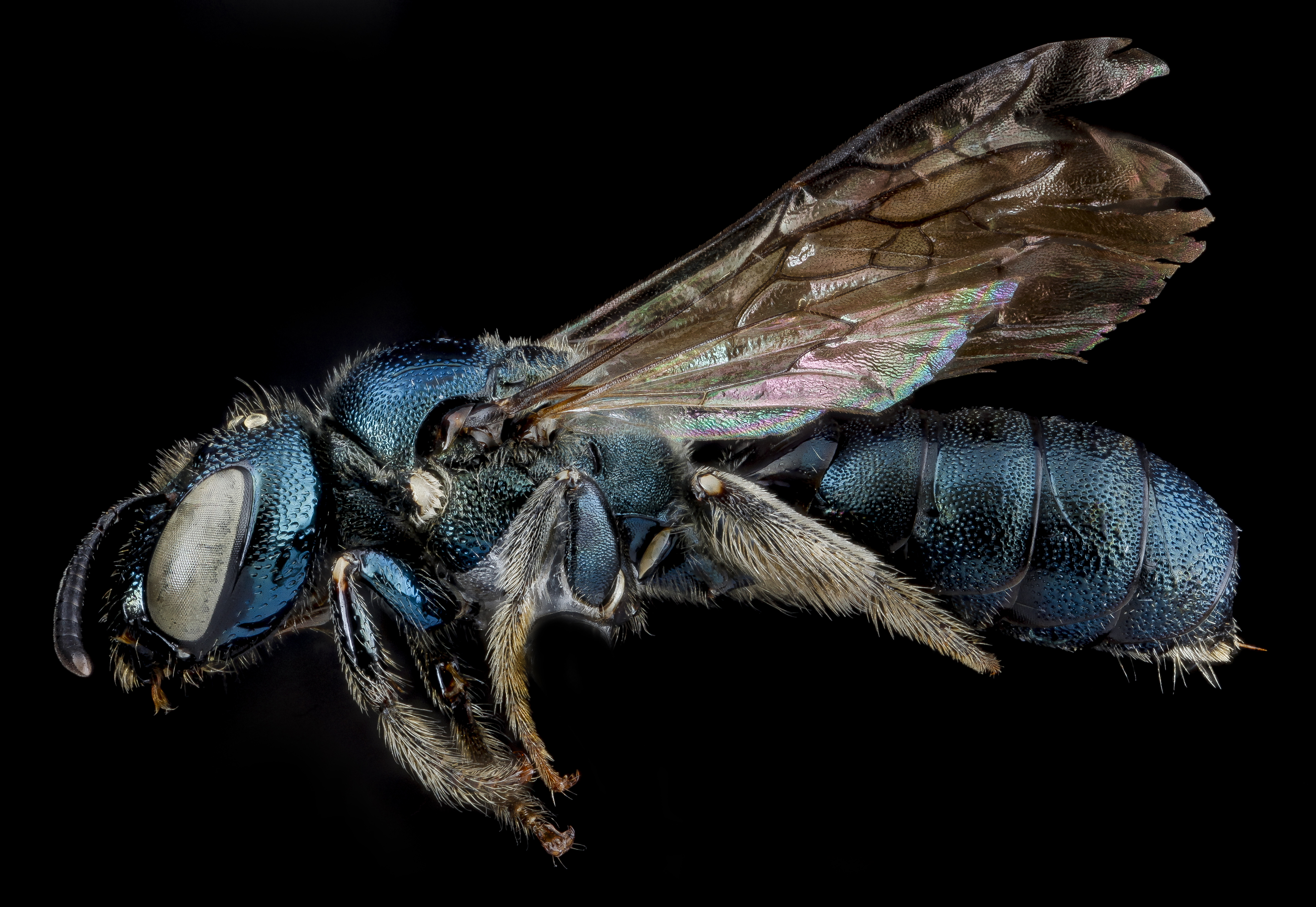 Ceratina dupla, F, side, New York, Kings County 2013-02-14-14.33.19 ZS PMax (8488235598)