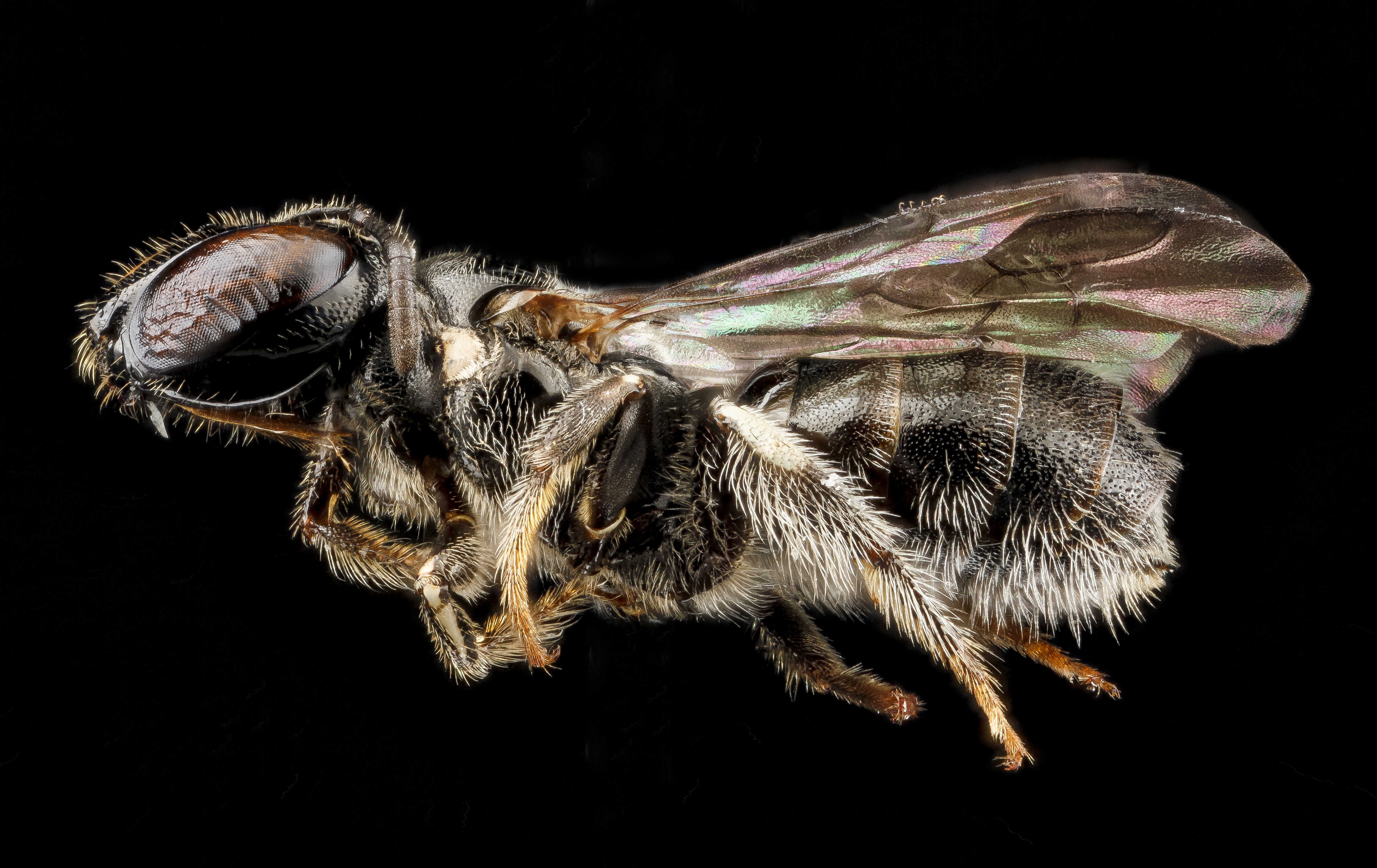 Ceratina guarnacciana, F, side, Dominican Republic 2012-10-25-15.09 (8123111356)
