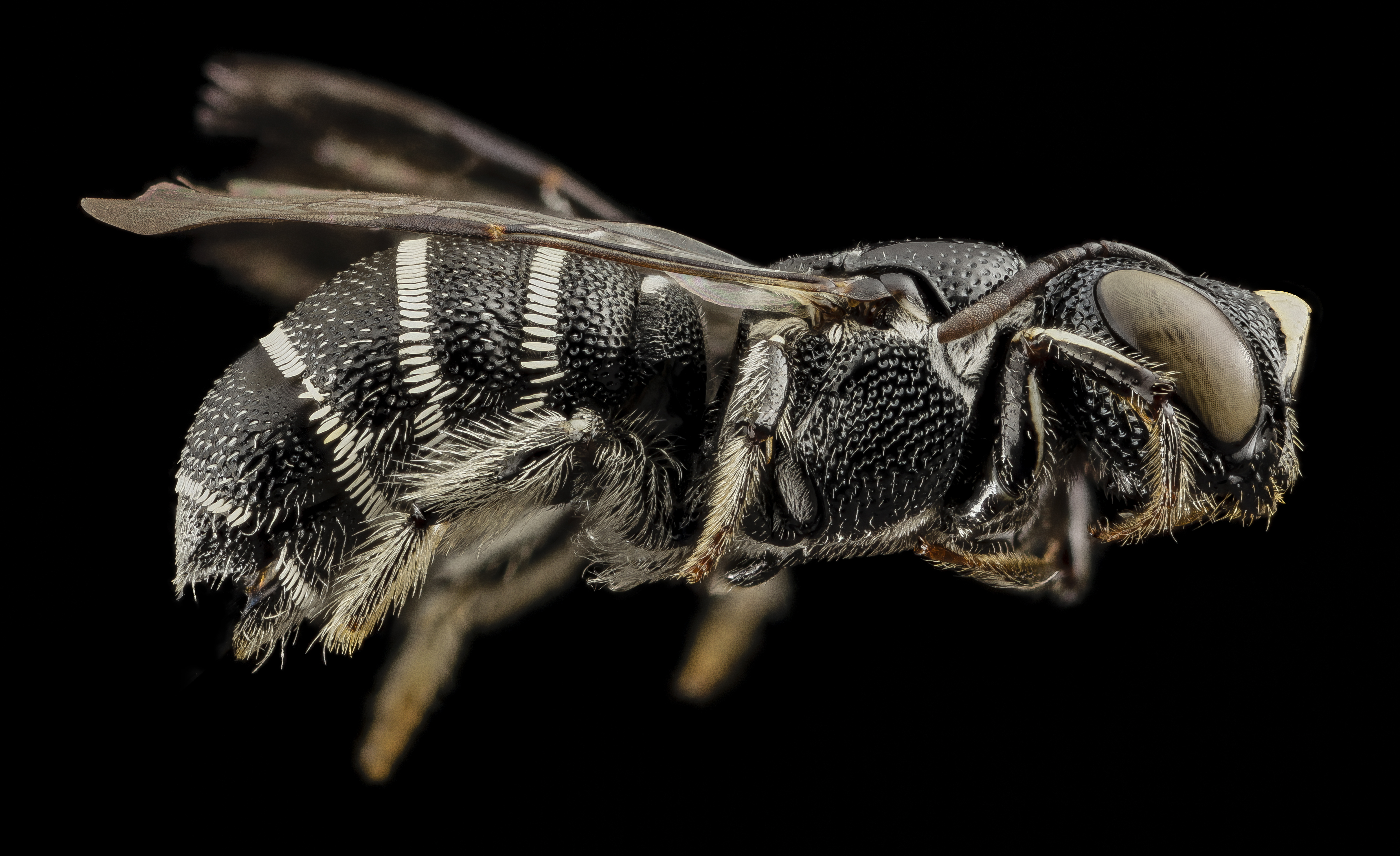 Ceratina moerenhouti, side, kenya 2014-08-28-17.49.21 ZS PMax (15059548176)