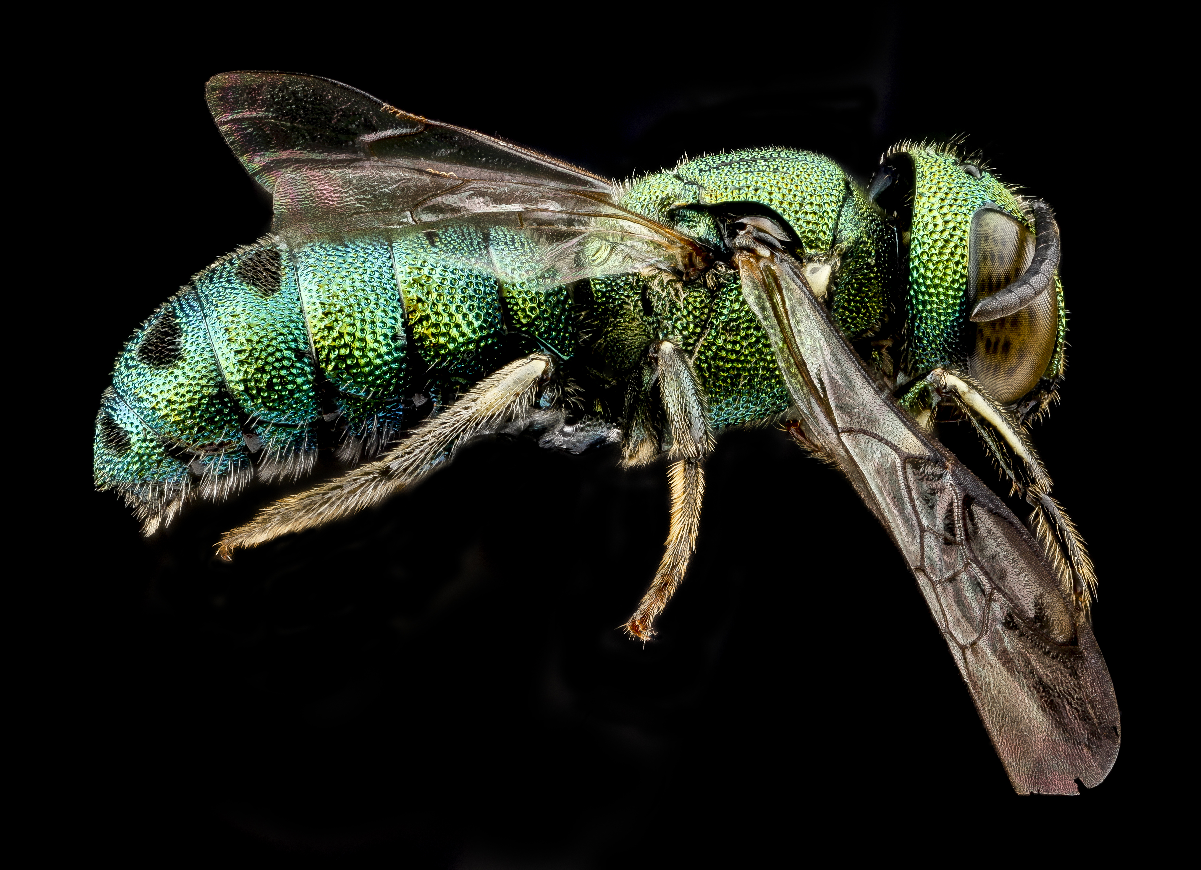 Ceratina smaragdula, male, side 2012-06-13-16.46.25 ZS PMax (11593322744)