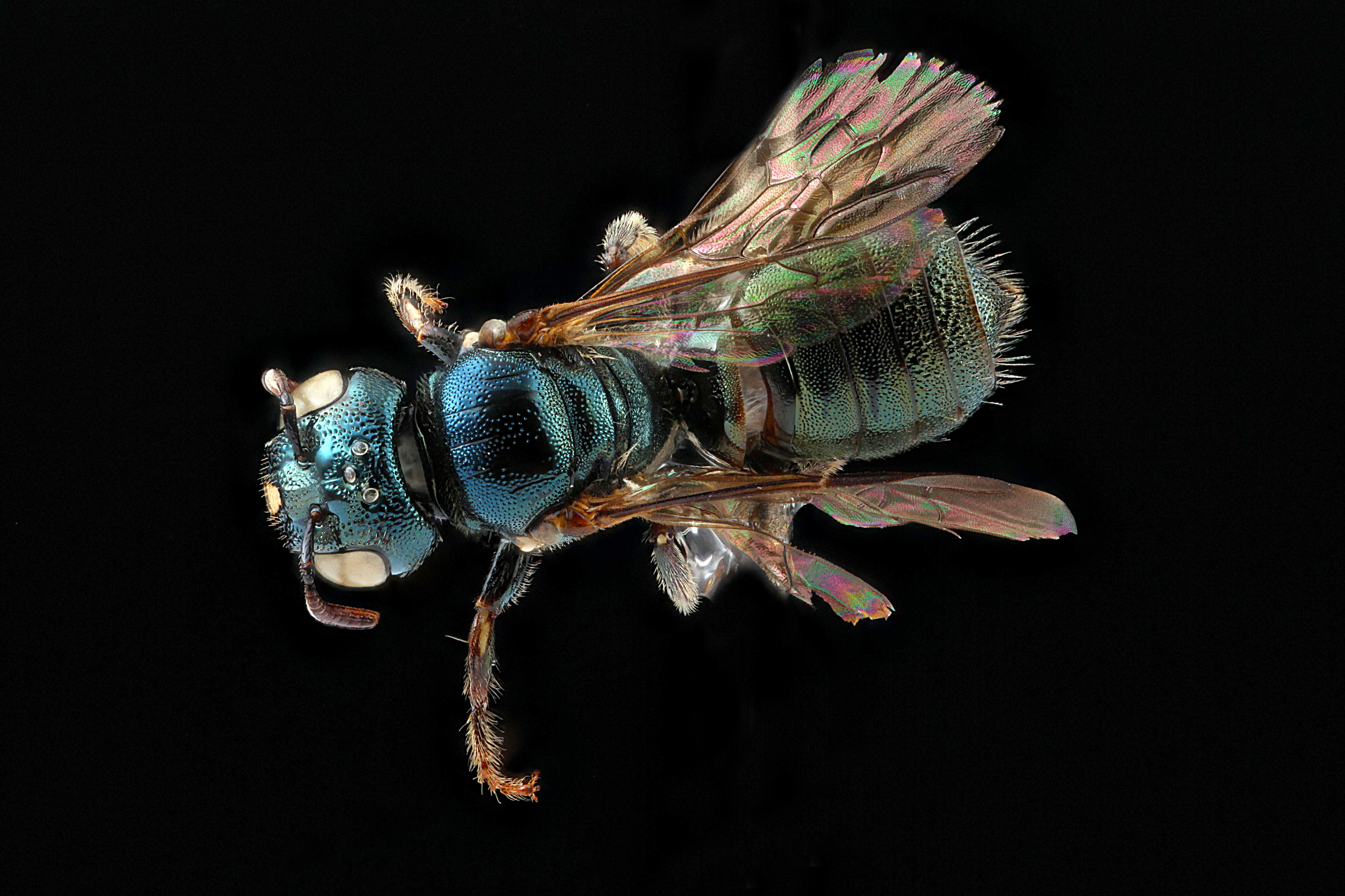 Ceratina strenua