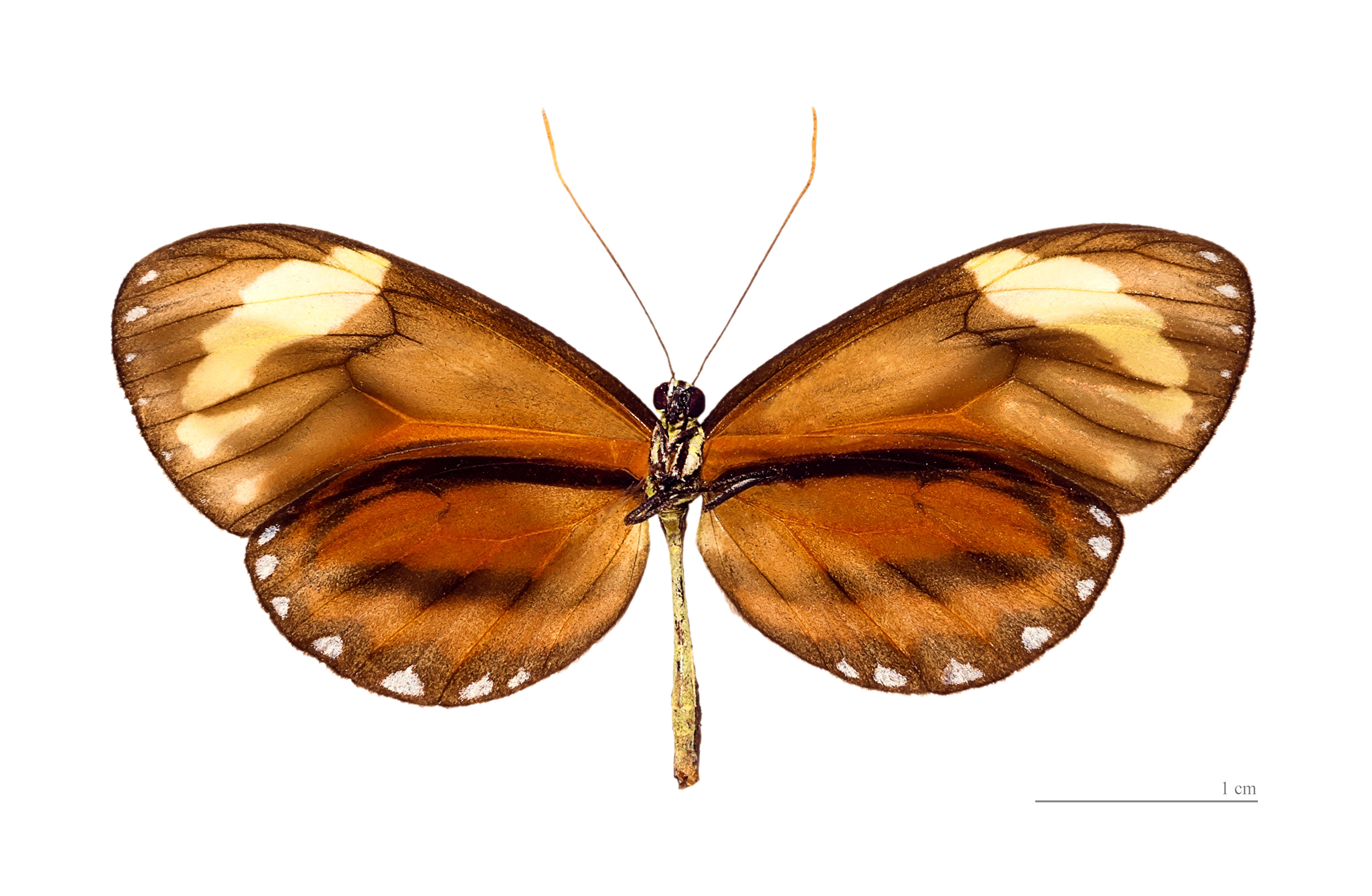 Ceratinia neso nisea MHNT ventre