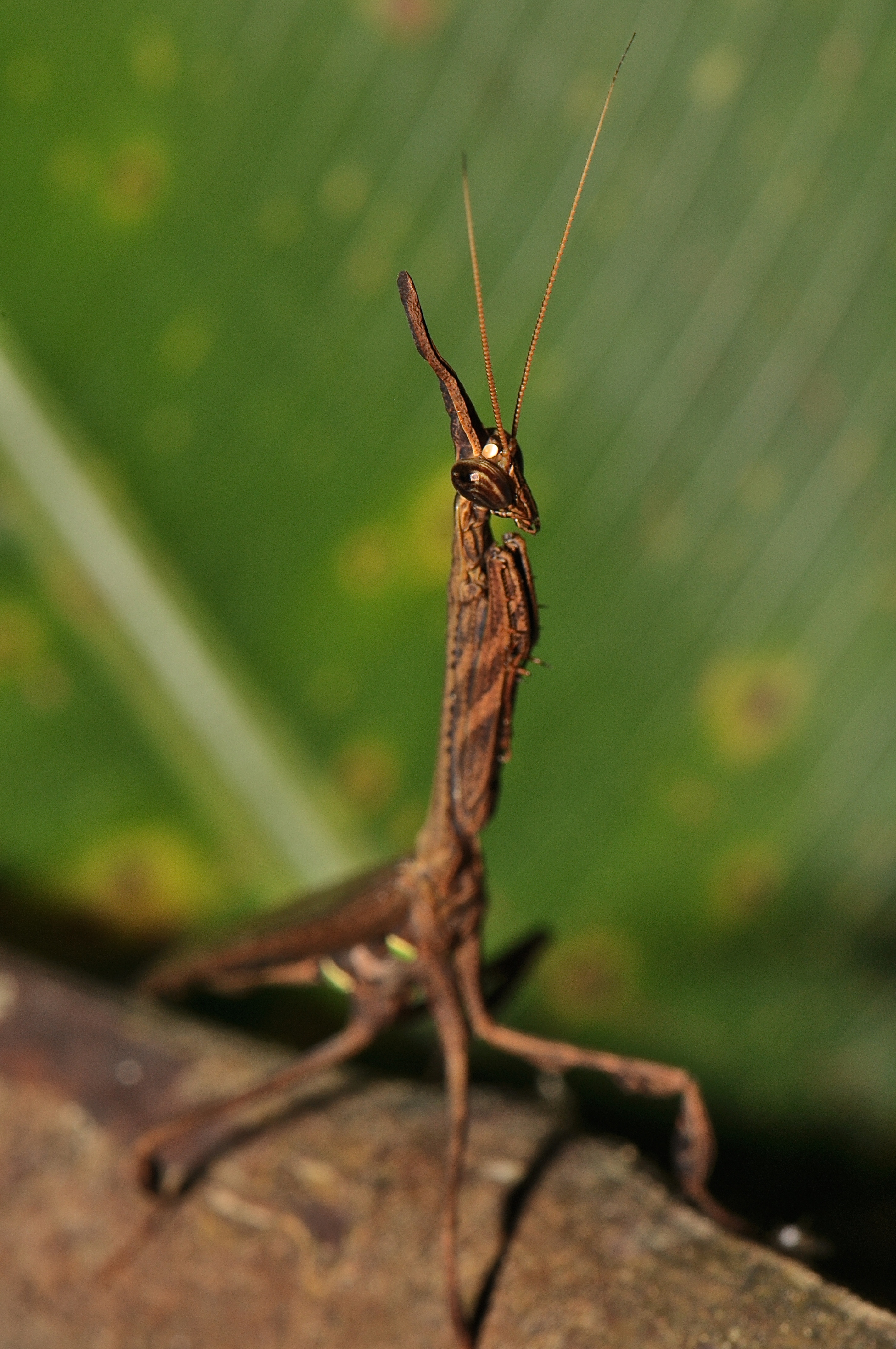 Ceratocrania macra? (16613143559)