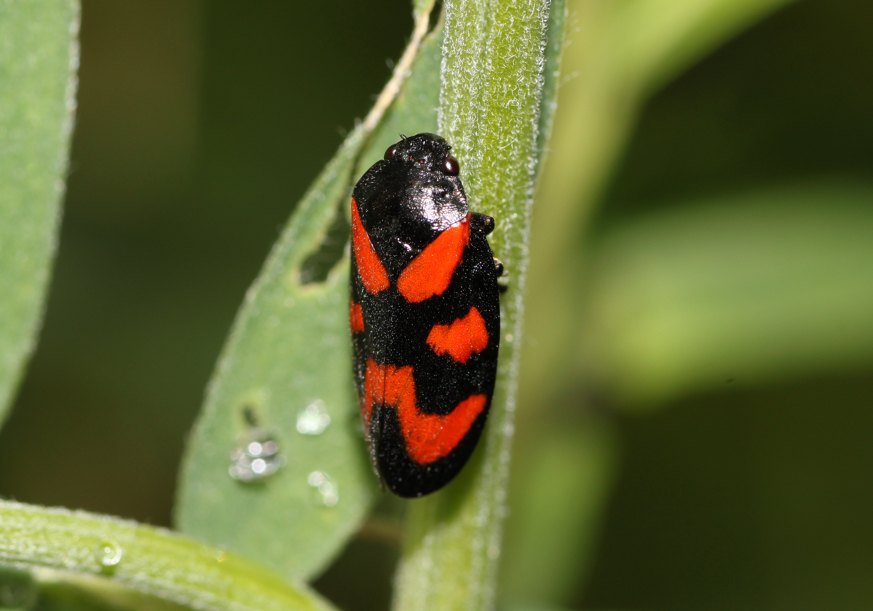 Cercopis-vulnerata-blutzikade
