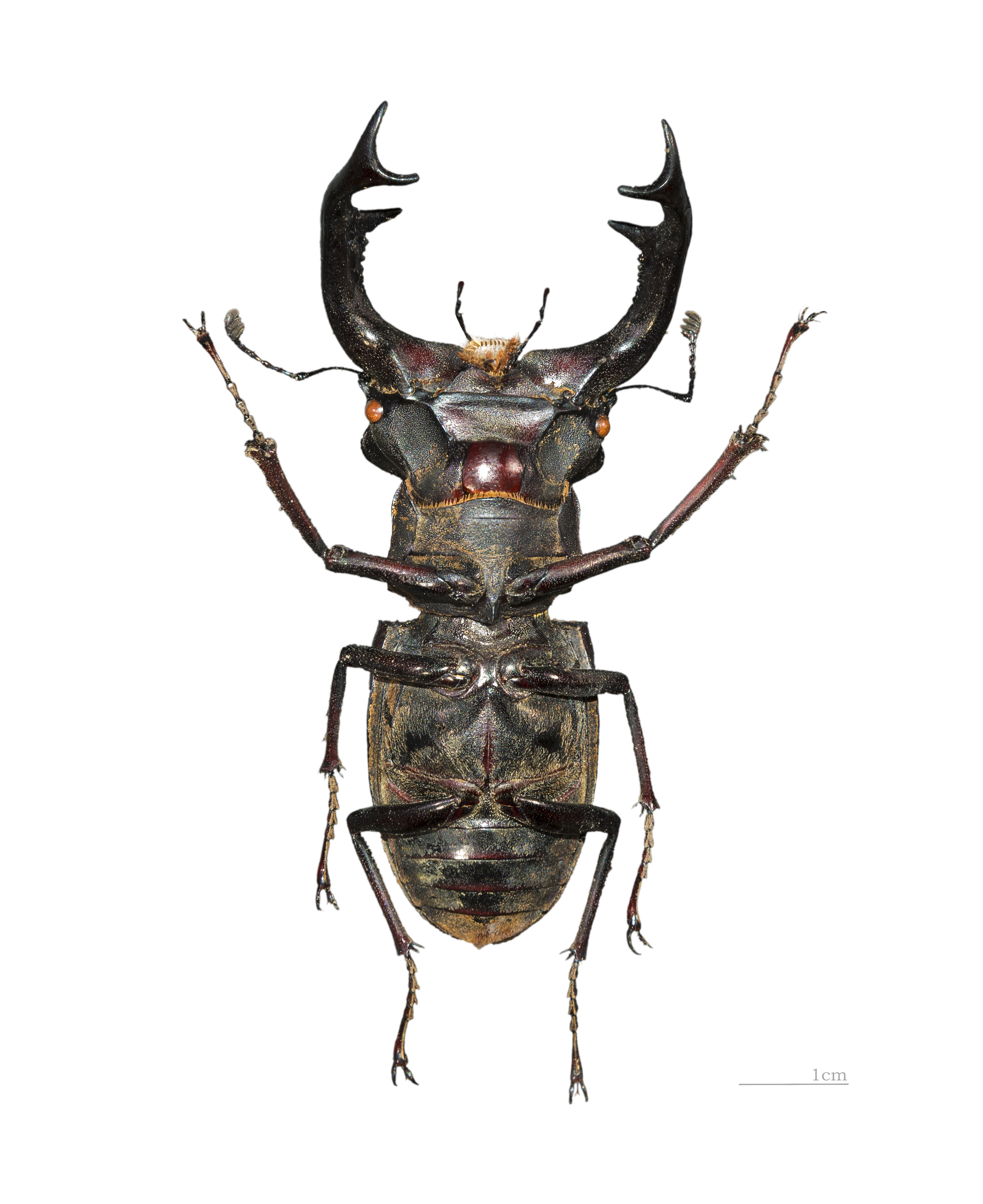 Cerf-volant MHNT Ventre