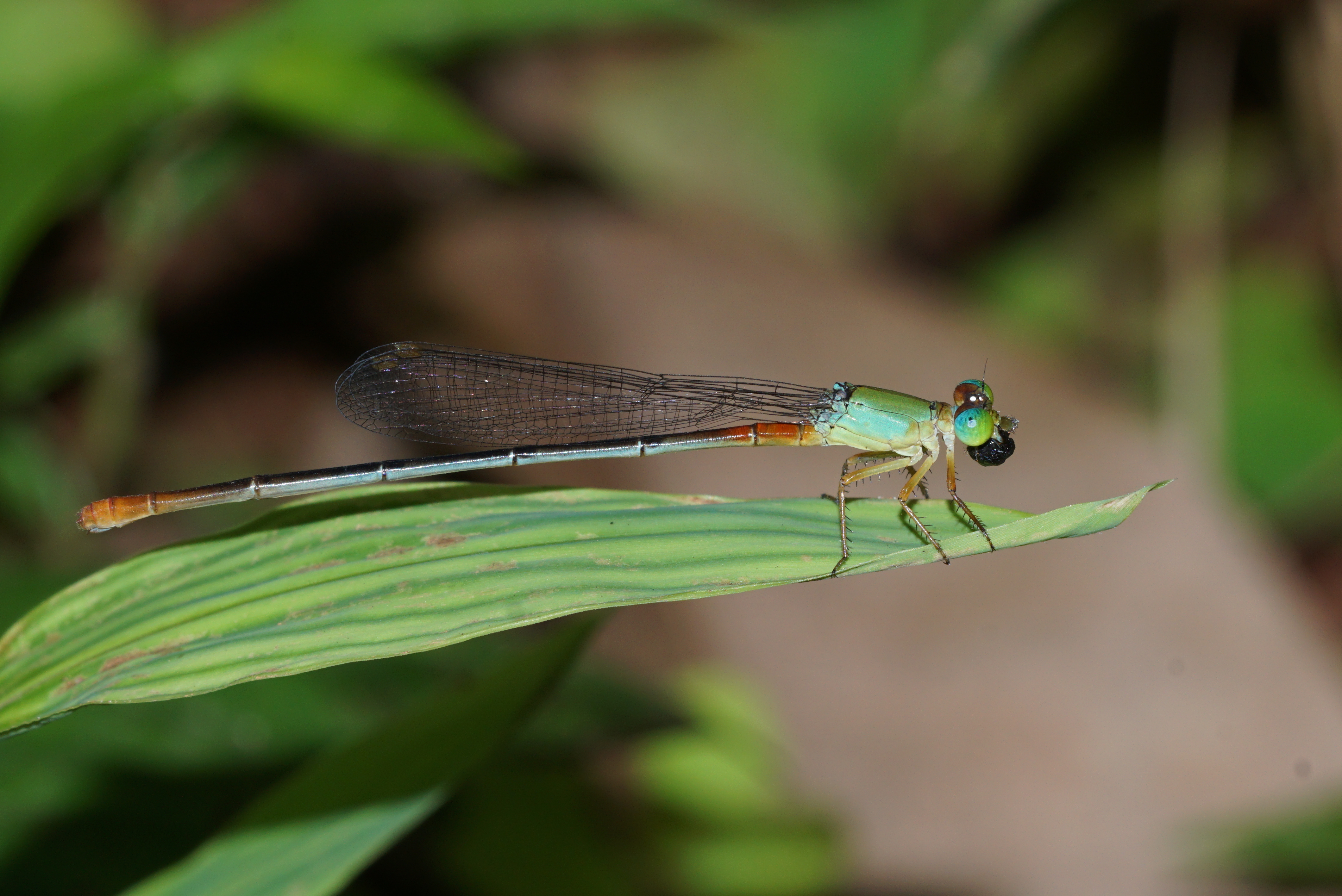 Ceriagrion cerinorubellum 00404