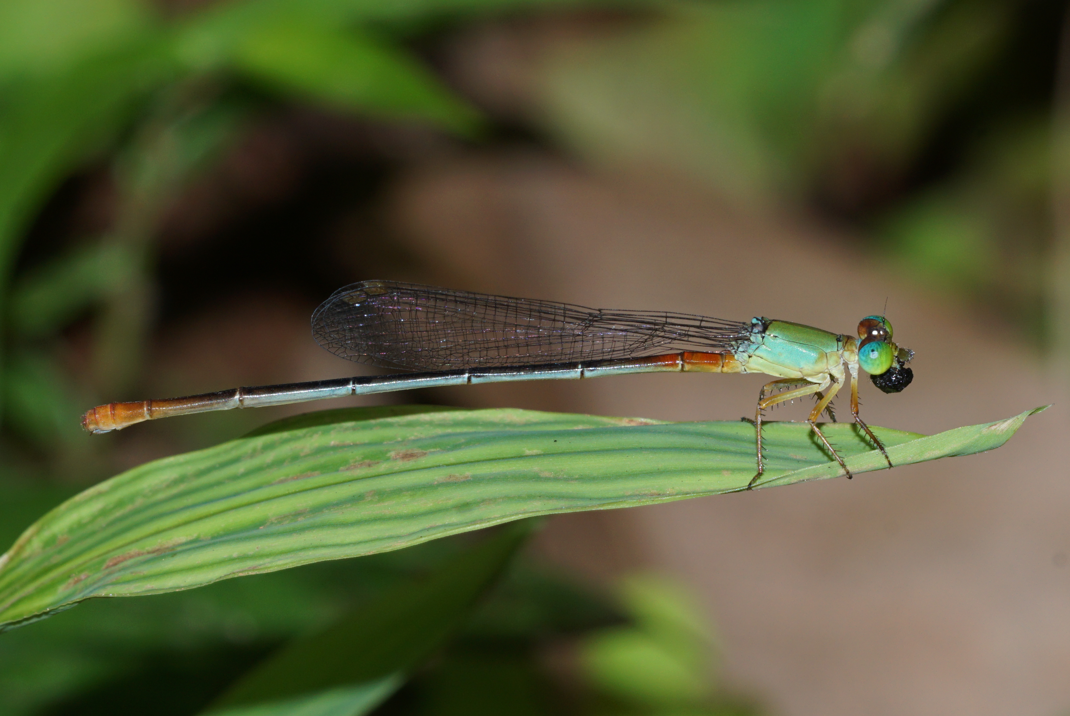 Ceriagrion cerinorubellum 00407