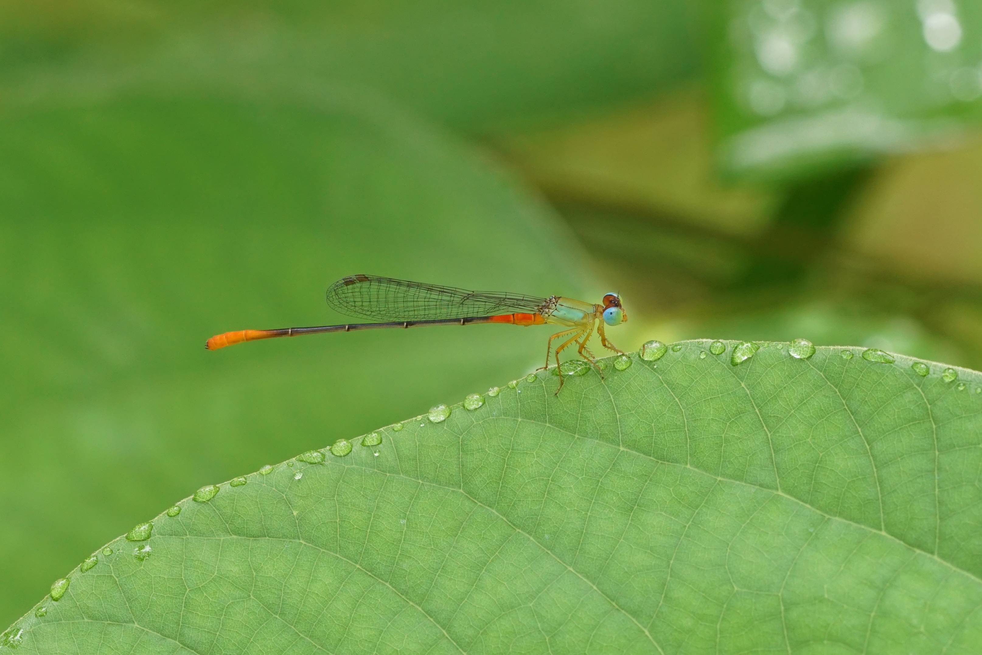 Ceriagrion cerinorubellum 08001