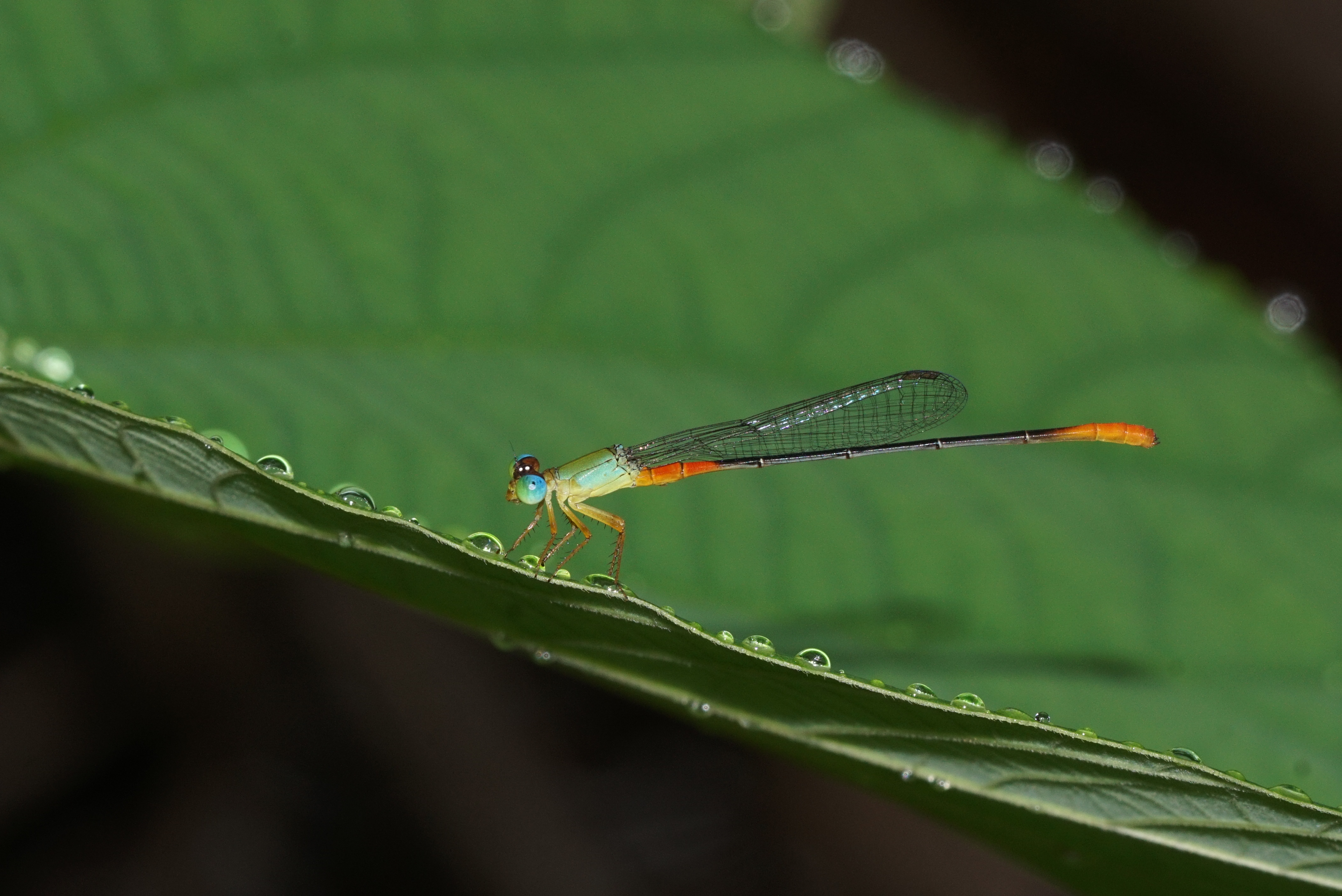 Ceriagrion cerinorubellum 08050