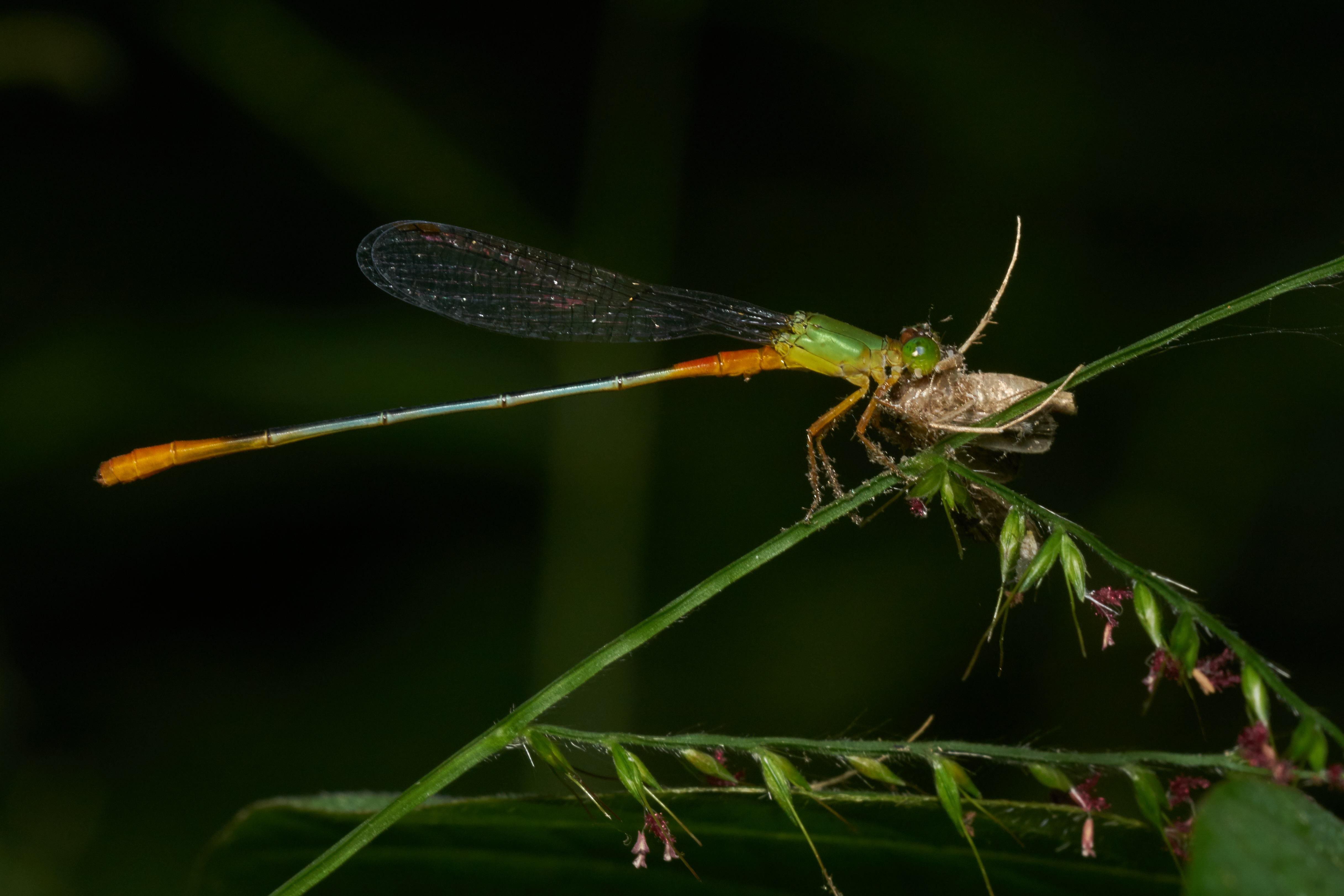 Ceriagrion cerinorubellum-Kadavoor-2016-11-28-004