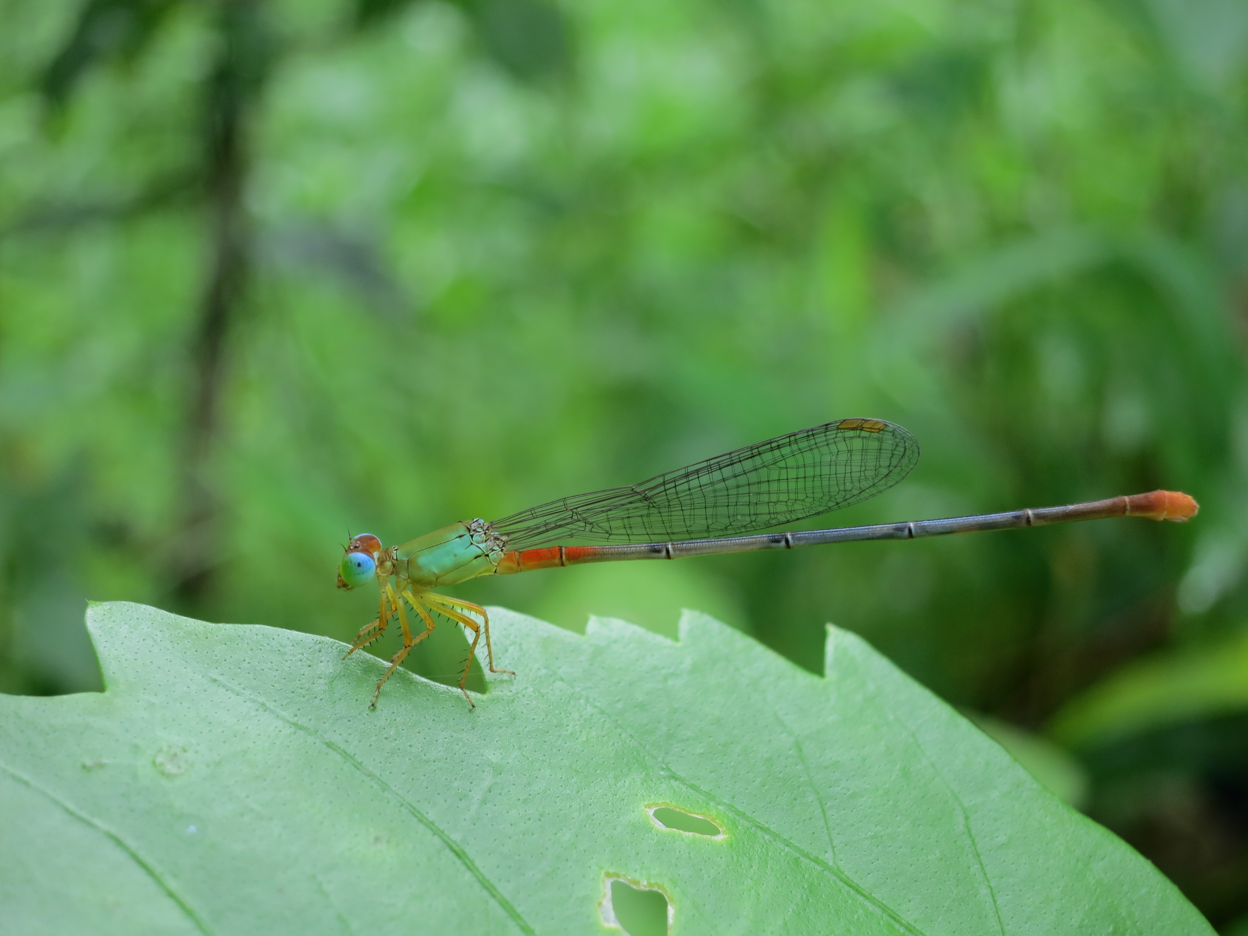 Ceriagrion cerinorubellum MG 0194