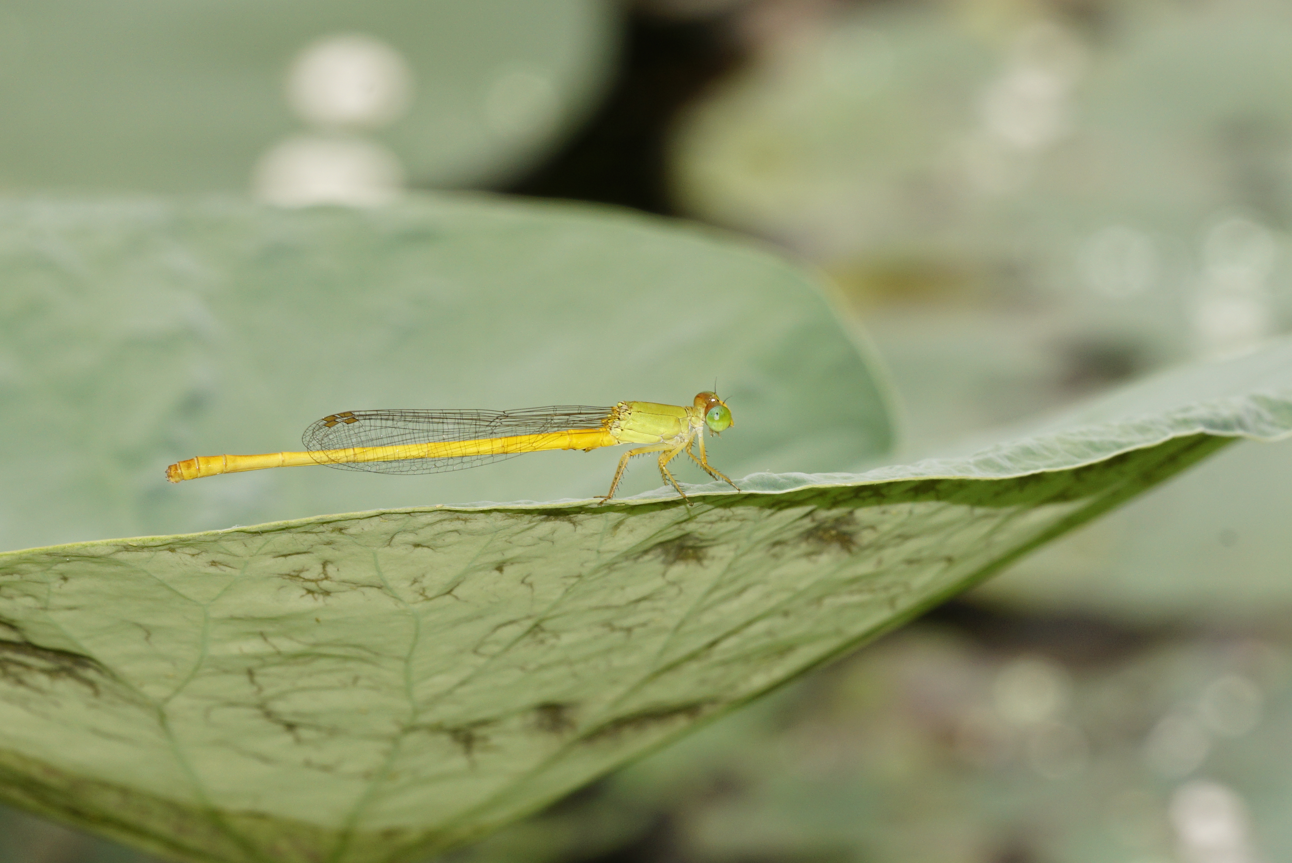 Ceriagrion coromandelianum 5832