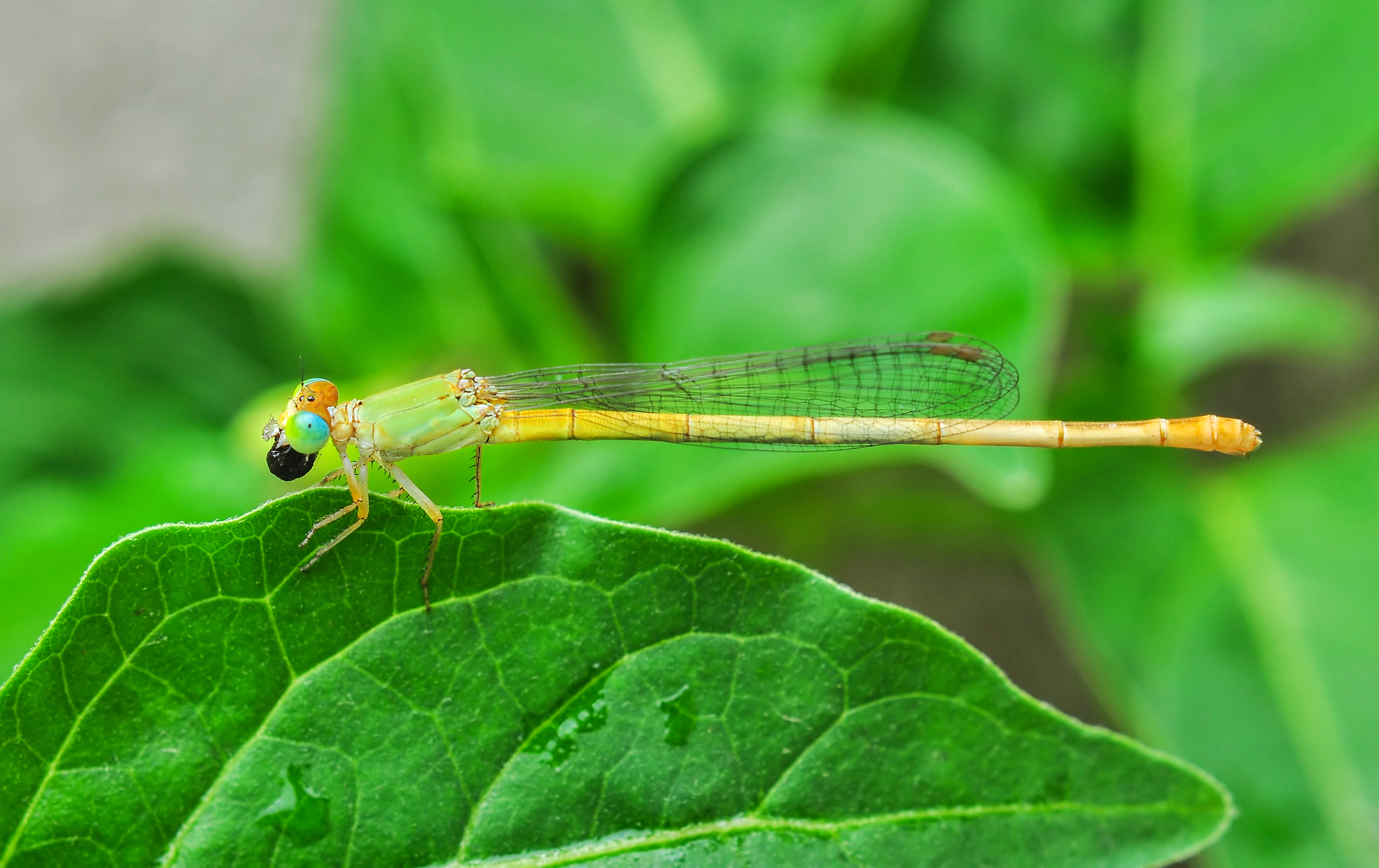 Ceriagrion coromandelianum female 26052014