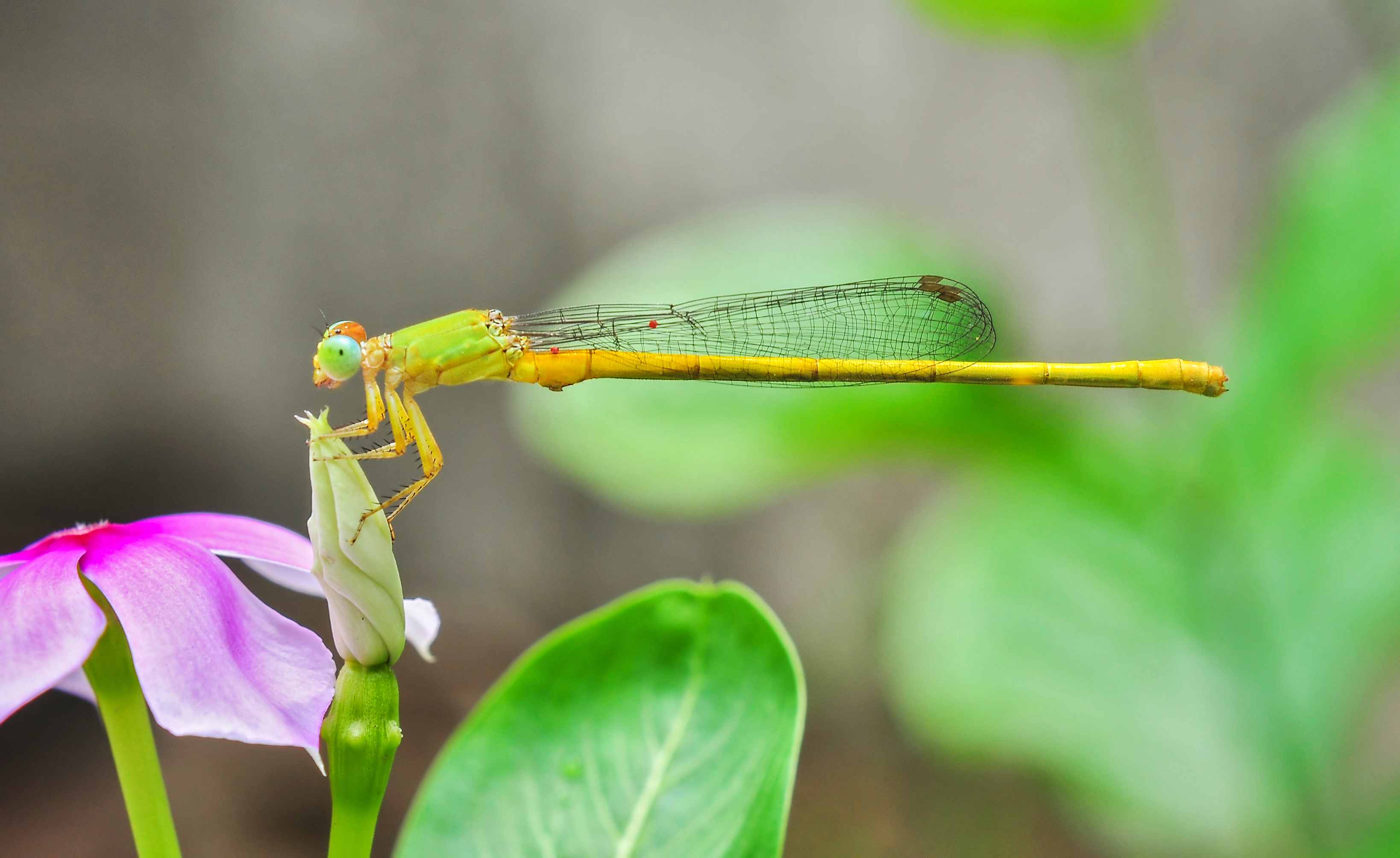 Ceriagrion coromandelianum male 26052014