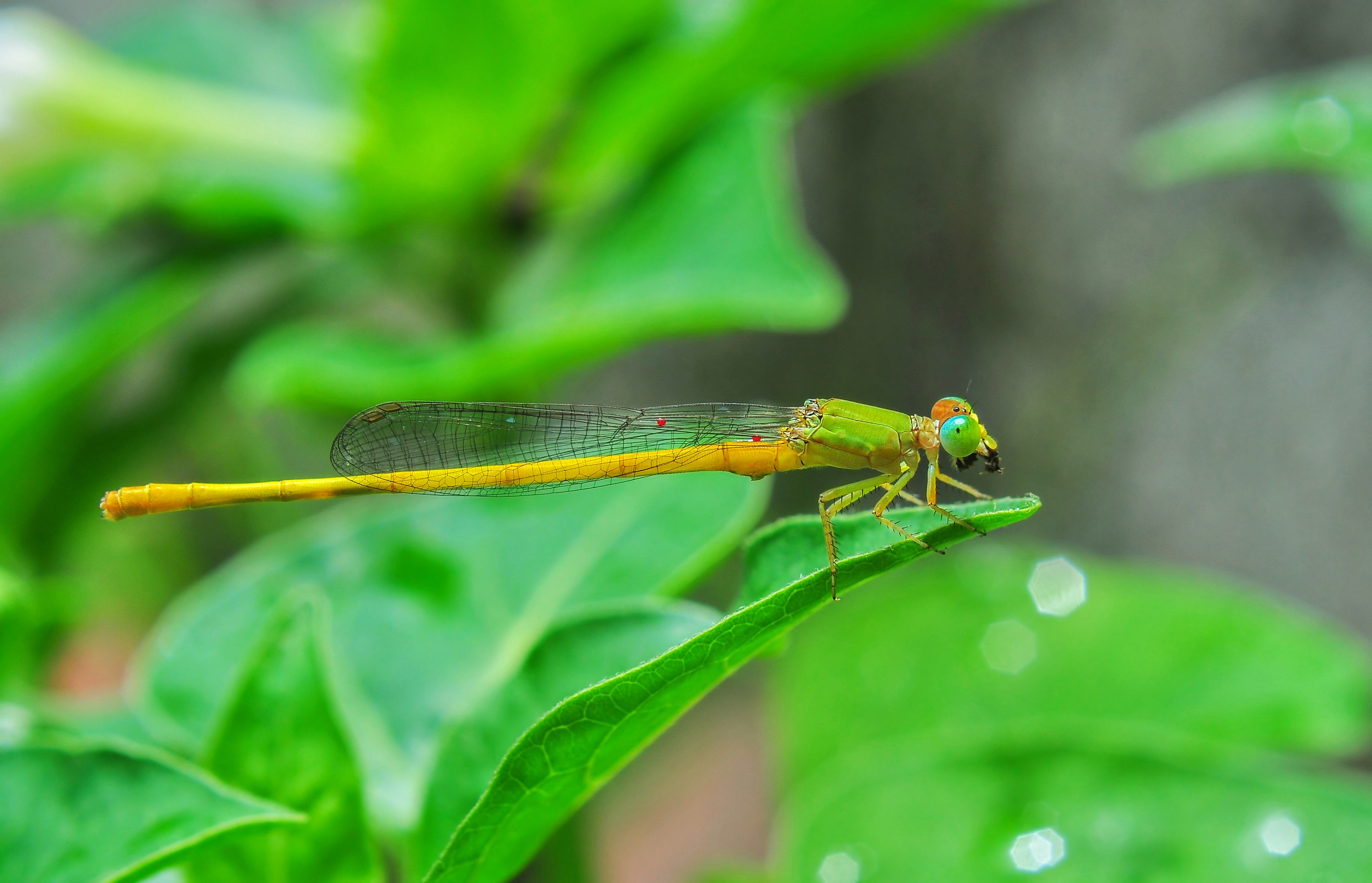 Ceriagrion coromandelianum male 27052014 (1)