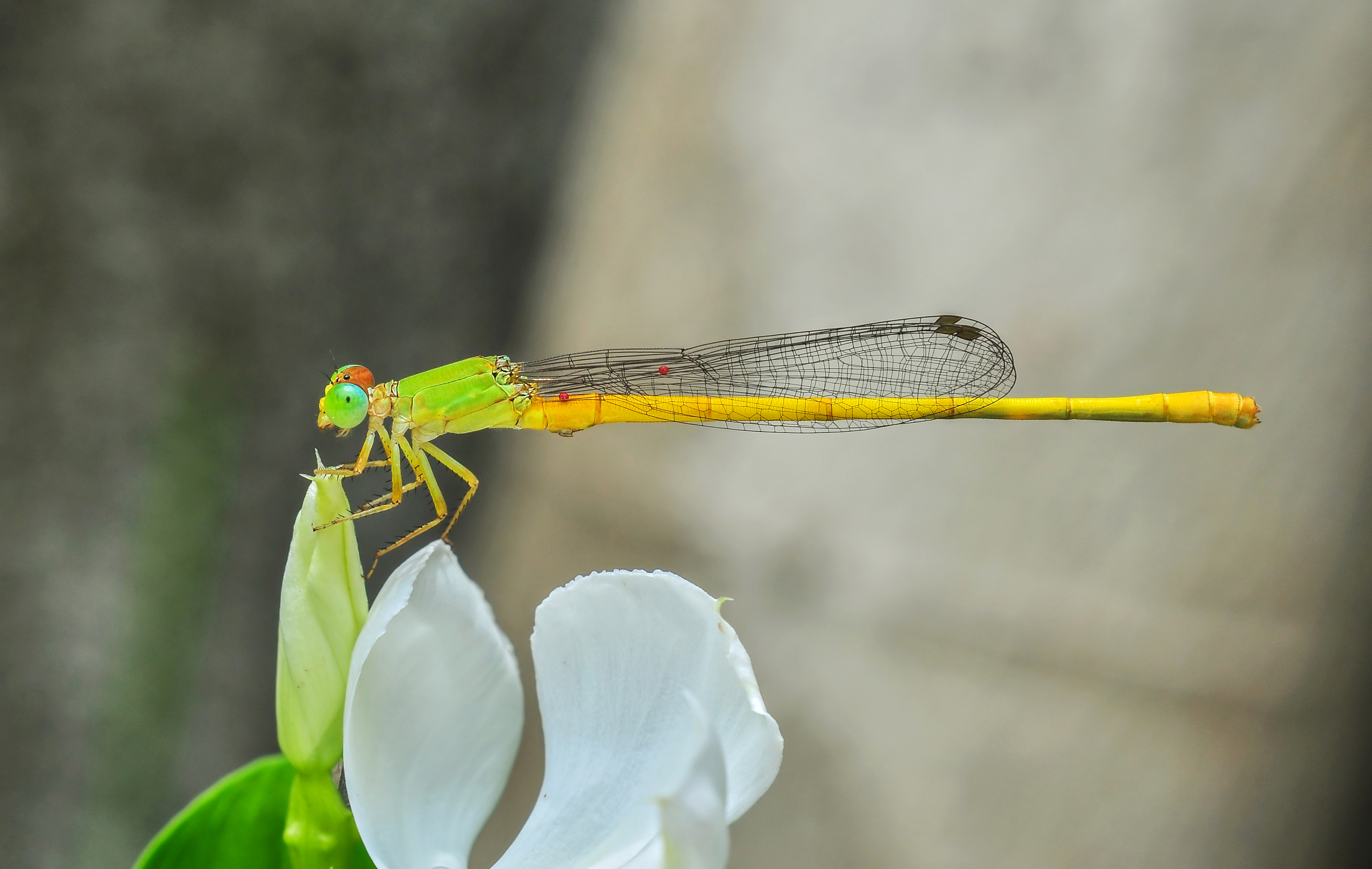 Ceriagrion coromandelianum male 27052014 (2)