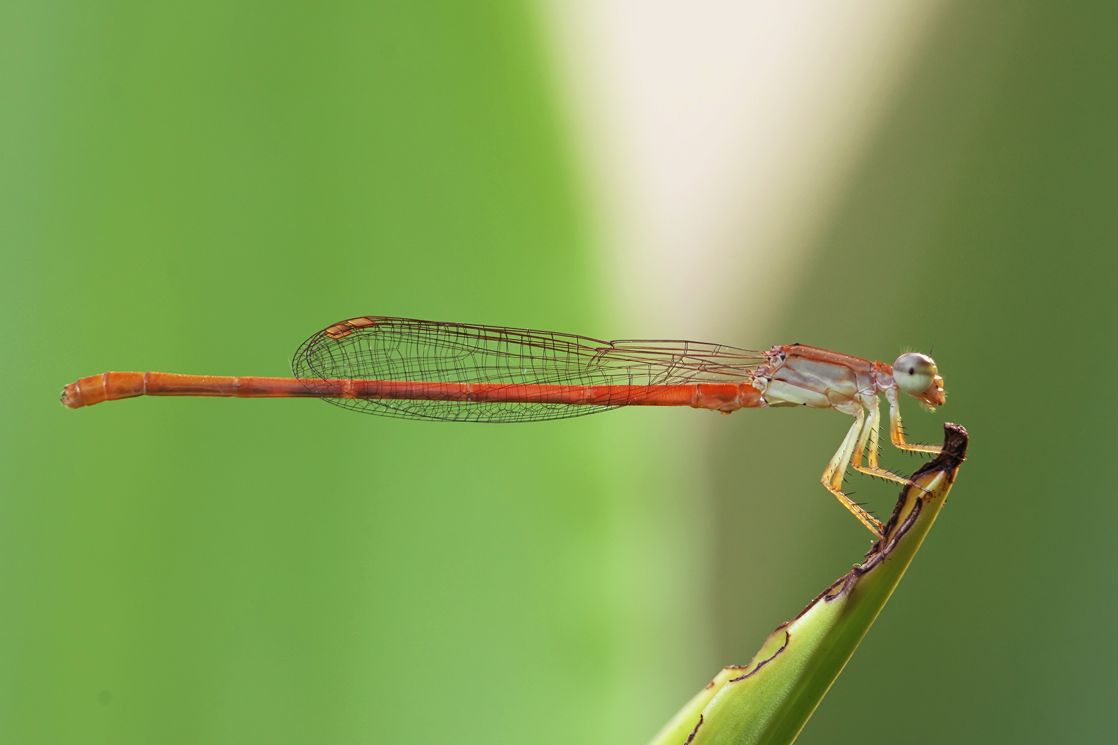 Ceriagrion glabrum male