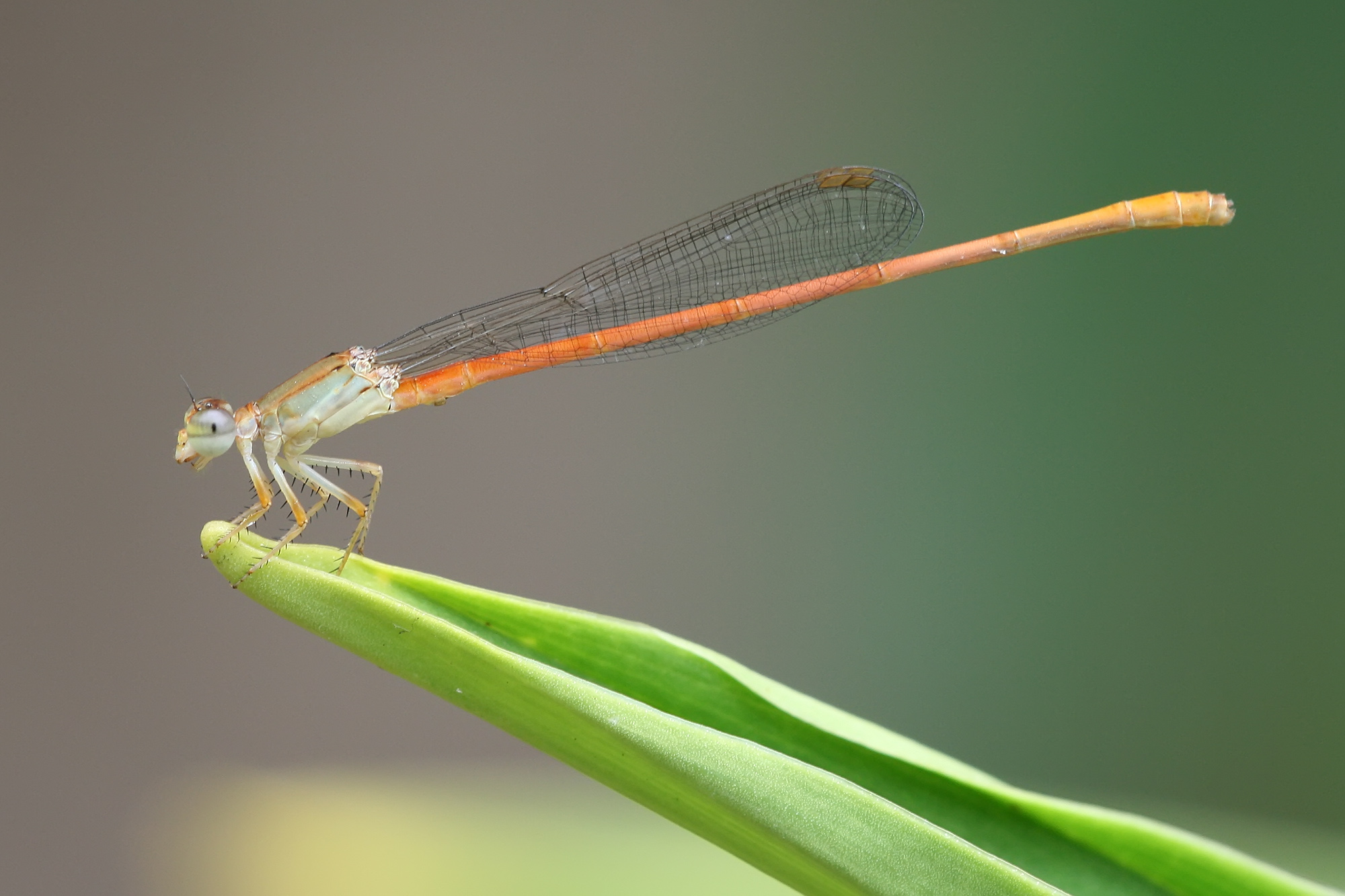 Ceriagrion glabrum male on leaf