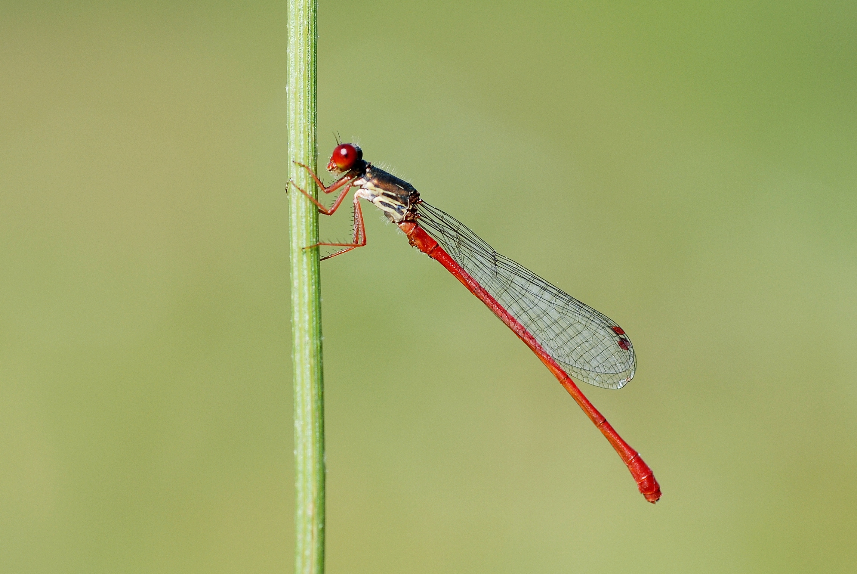 Ceriagrion tenellum (3788703066)