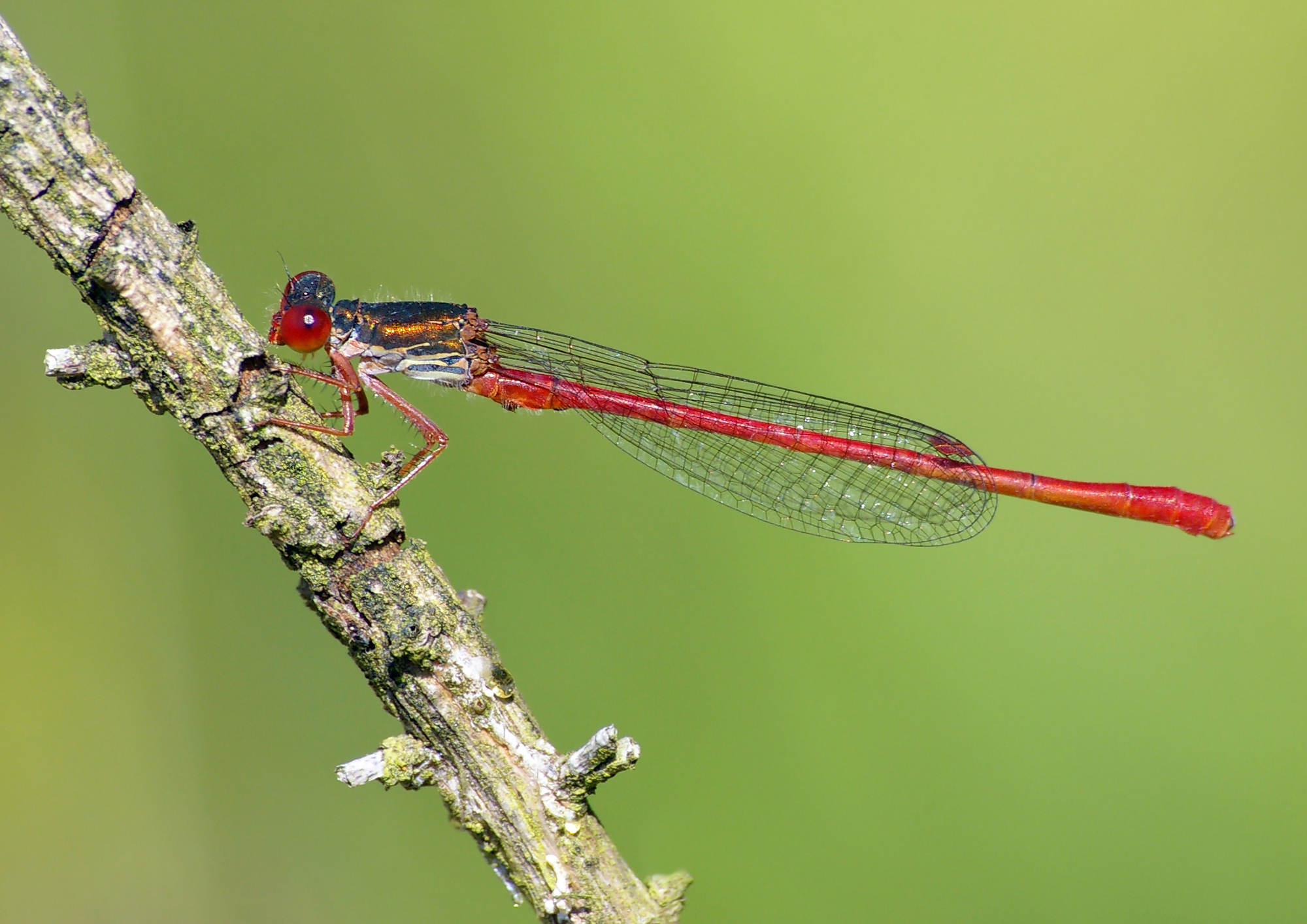 CeriagrionTenellum