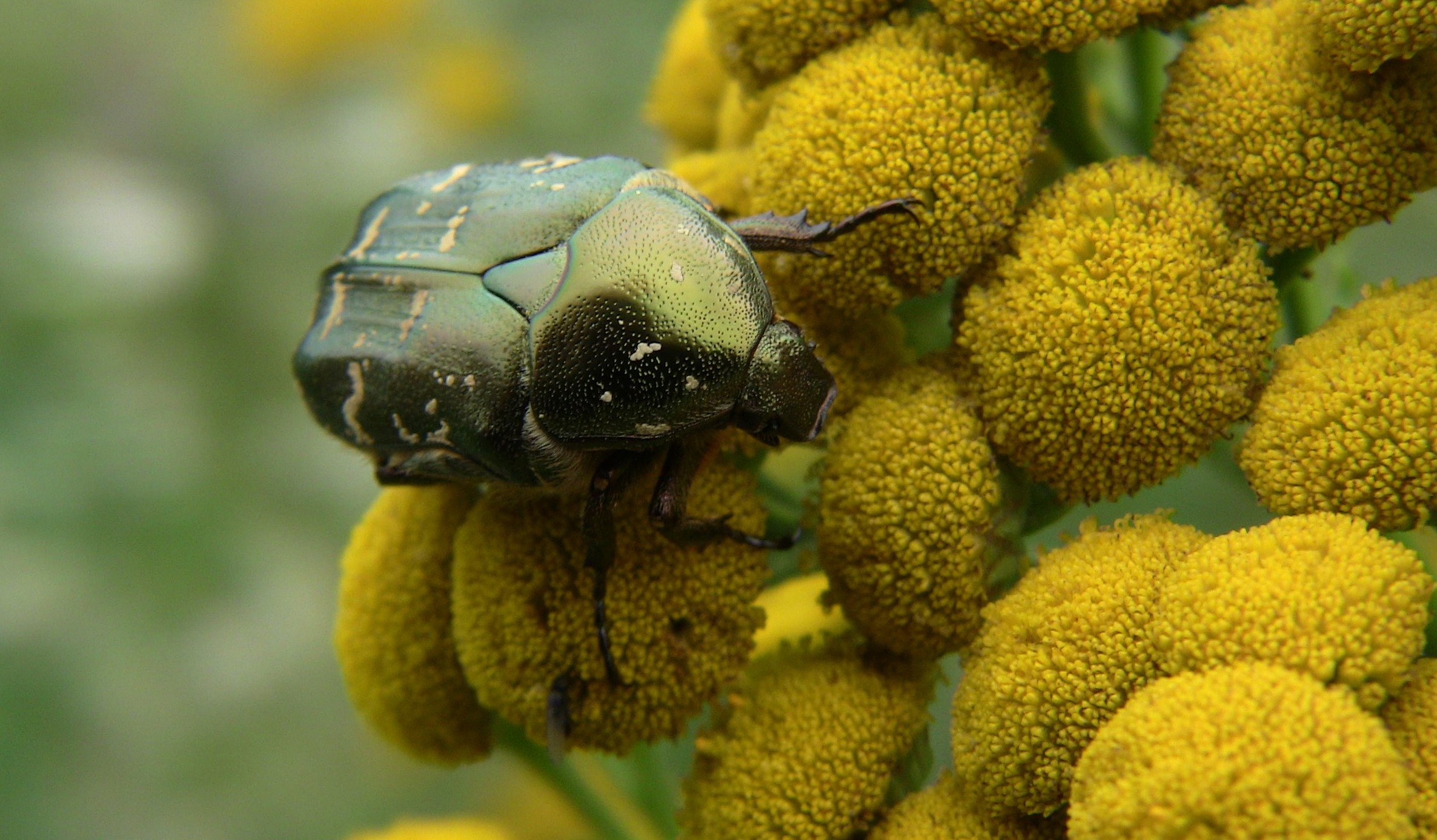 Cetonia aurata Braunschweig Nordpark